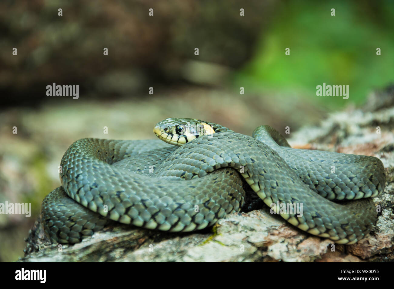 One grass snake on the tree Stock Photo - Alamy