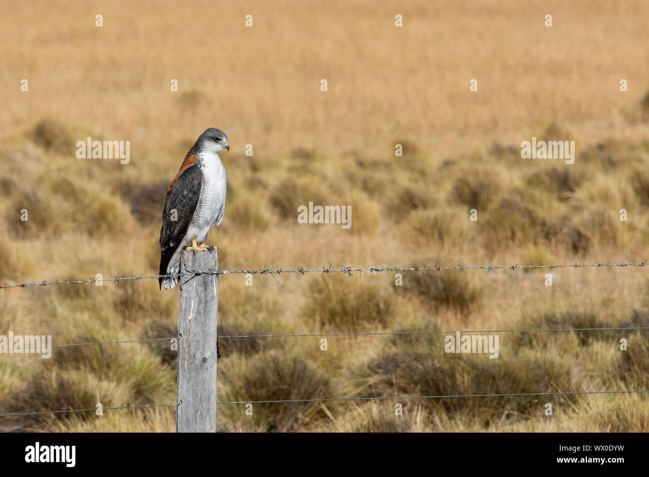 Red-backed Hawk (Variable hawk), Los Glaciares National Park, Santa Cruz Province, Patagonia, Argentina, South America Stock Photo