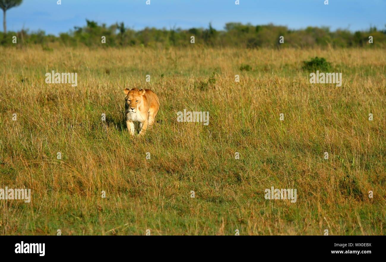 Wild african lioness Stock Photo
