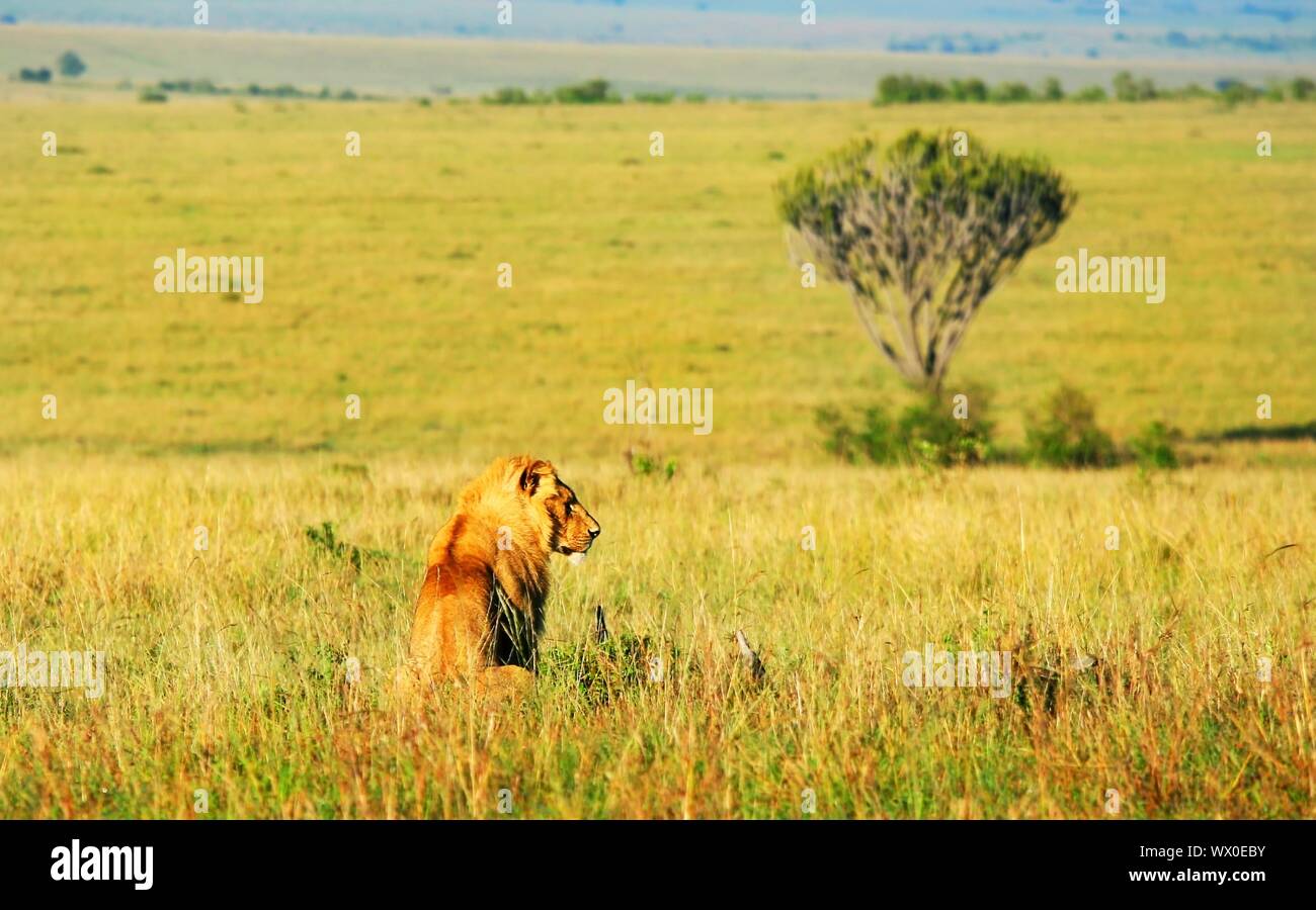 Wild african lion Stock Photo - Alamy