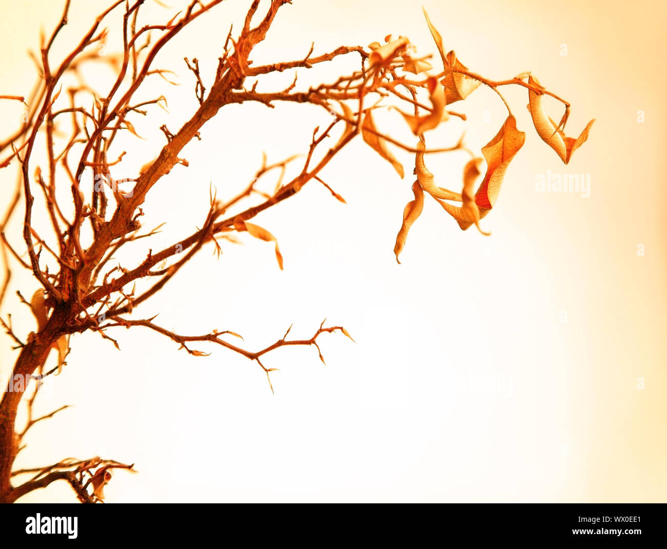Autumnal tree branch with dry leaves Stock Photo - Alamy