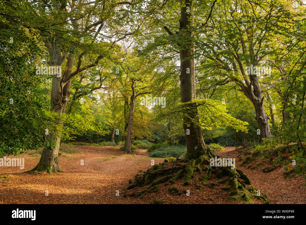 Deciduous woodland near the village of Burley in morning sunlight, New Forest National Park, Hampshire, England, United Kingdom, Europe Stock Photo