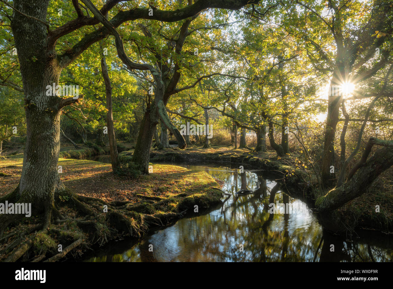 Early morning sunshine penetrates  deciduous woodland surrounding Ober Water near Puttles Bridge in the New Forest National Park,Hampshire,England,UK Stock Photo