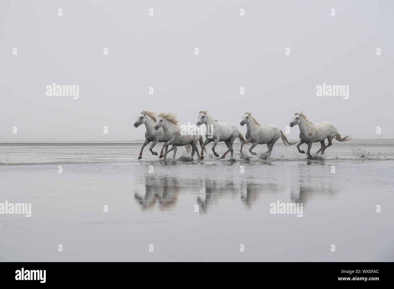 Camargue Horses on the beach Stock Photo