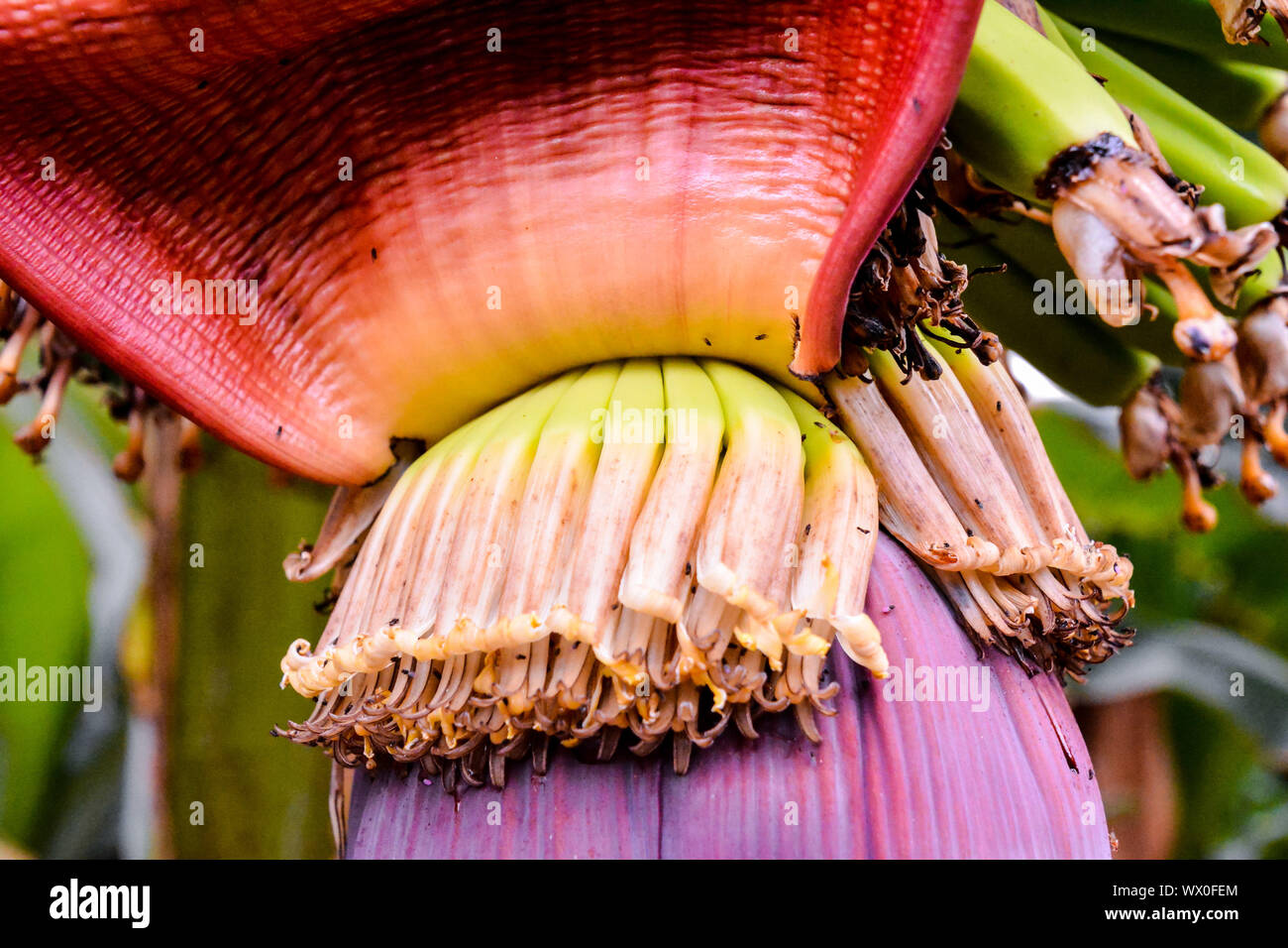 Green Bananas Hanging on Banana Tree Stock Photo Alamy