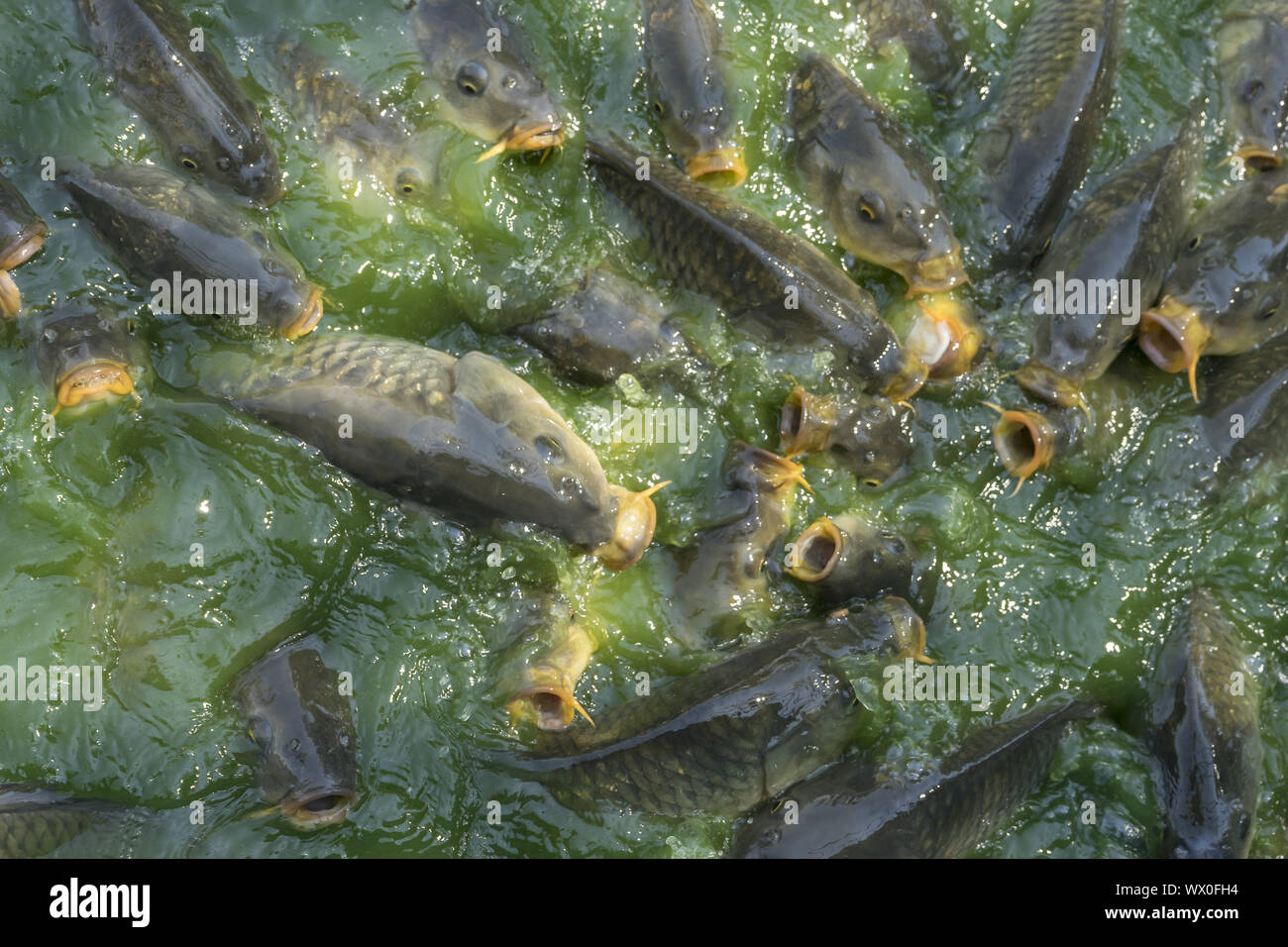 Crowd of many freshwater fish hungry such as catfish, snakehead fish