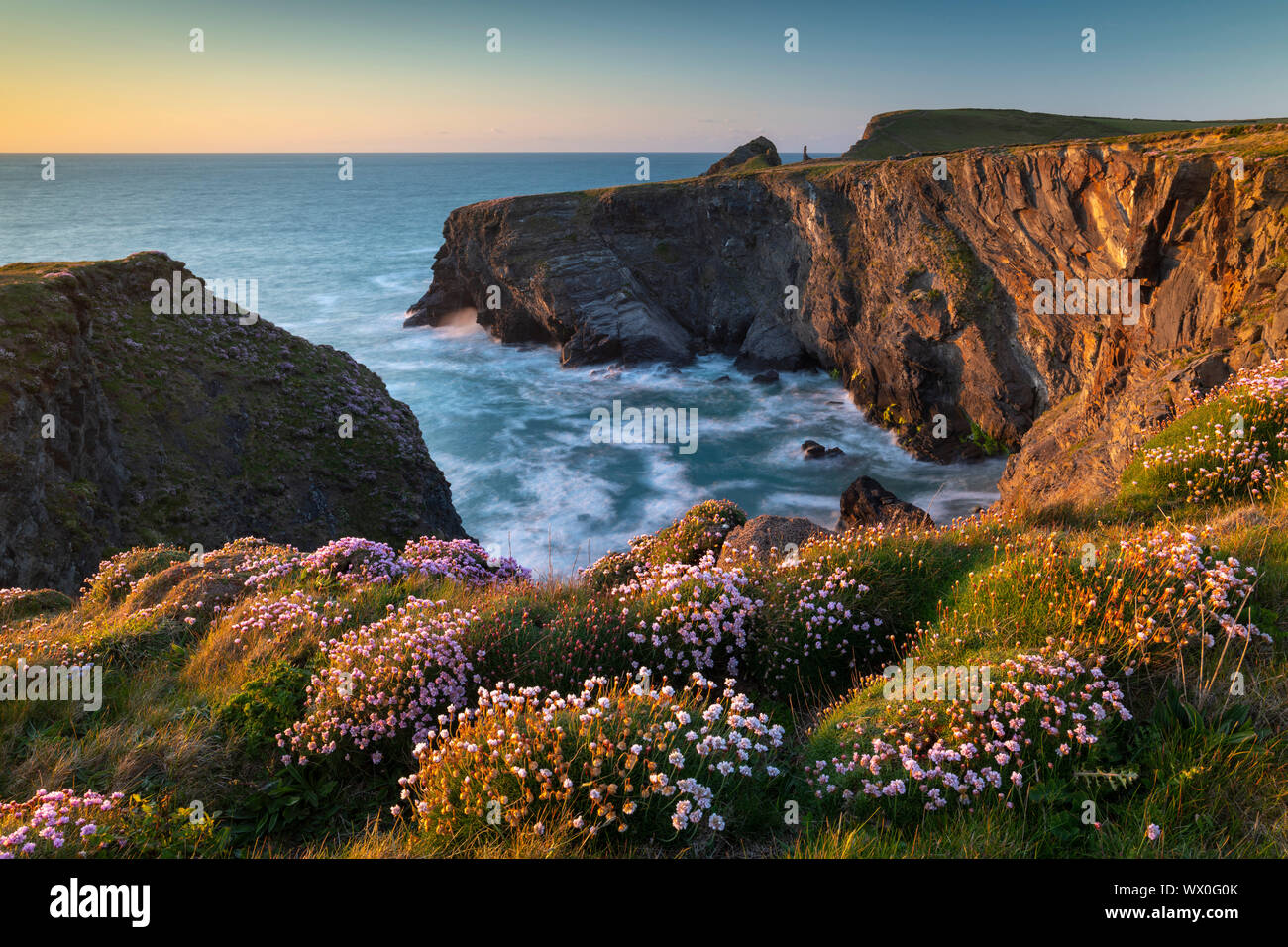 Pink thrift wildflowers on the Cornish cliffs, Padstow, Cornwall, England, United Kingdom, Europe Stock Photo