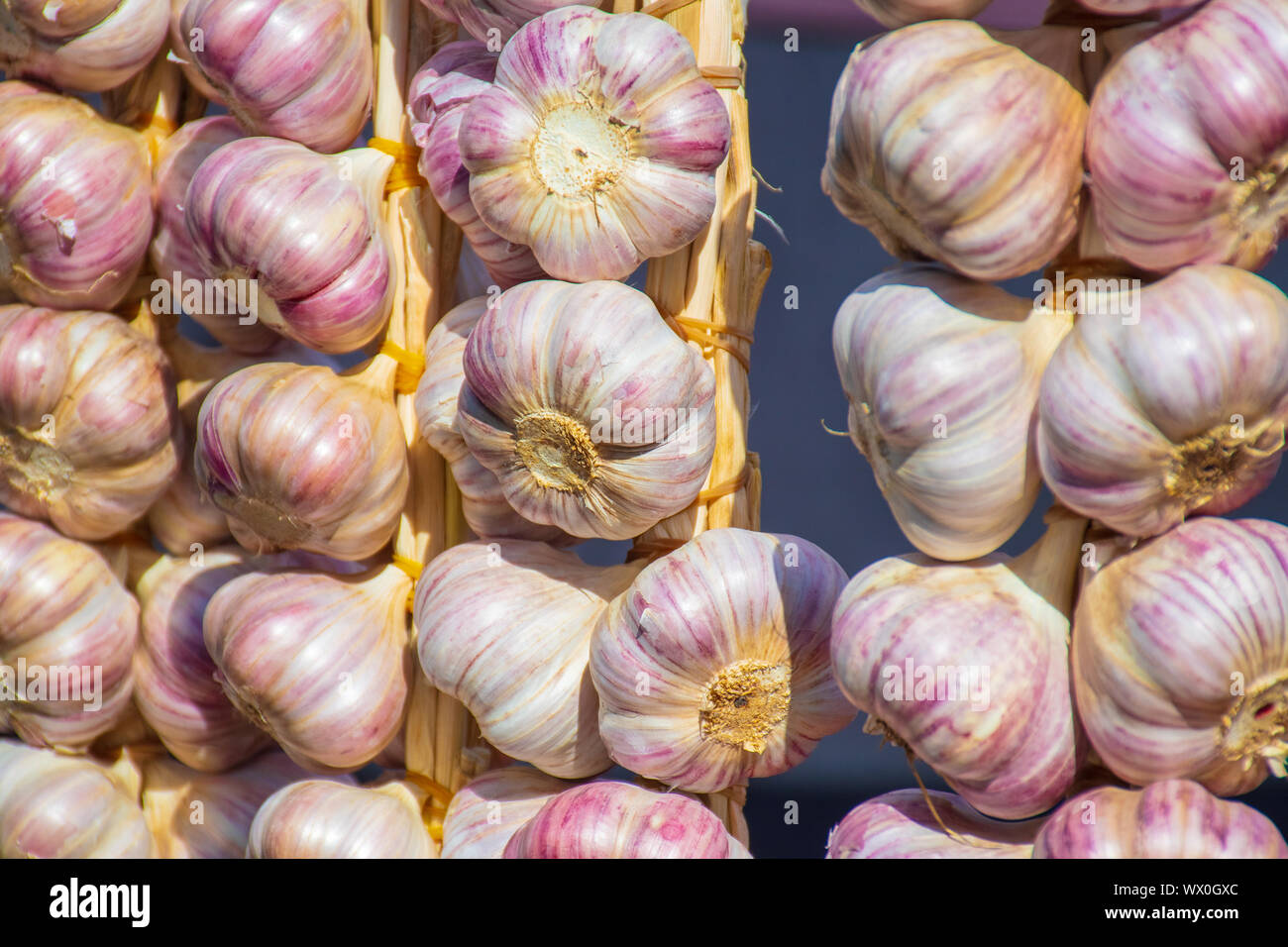 Red garlic hanging on farmer's market stall. White and purple red color heads, bits of roots, stems Stock Photo