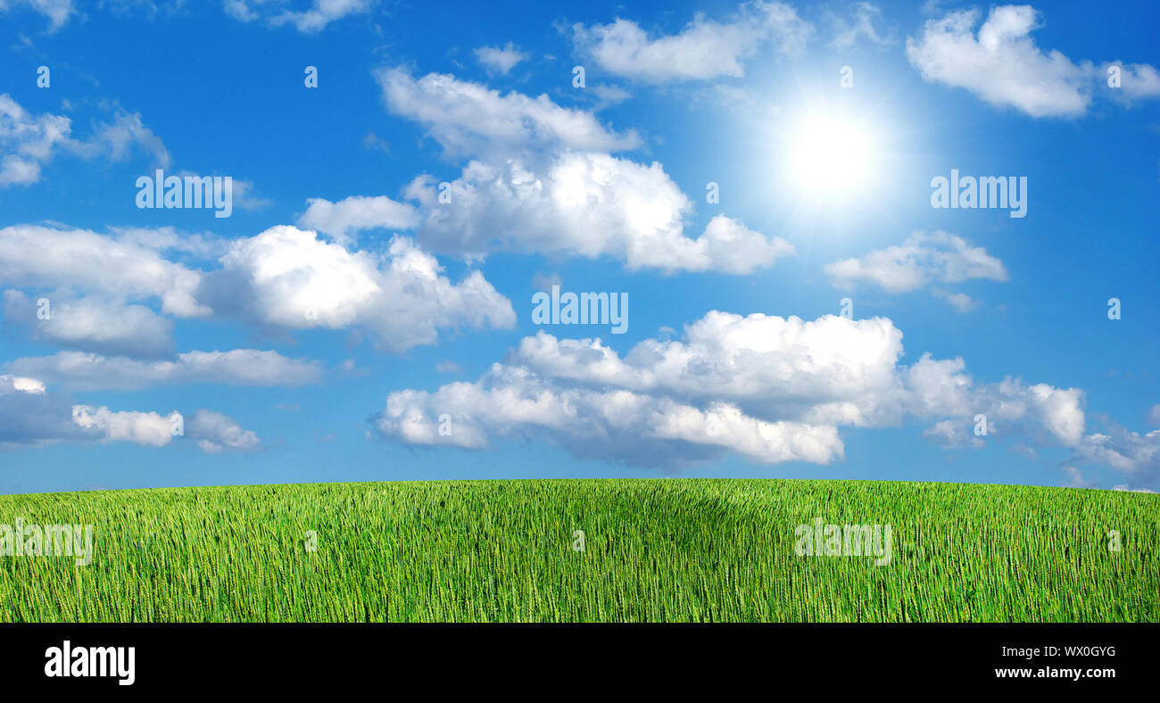Early summer corn with a blue sky background Stock Photo - Alamy