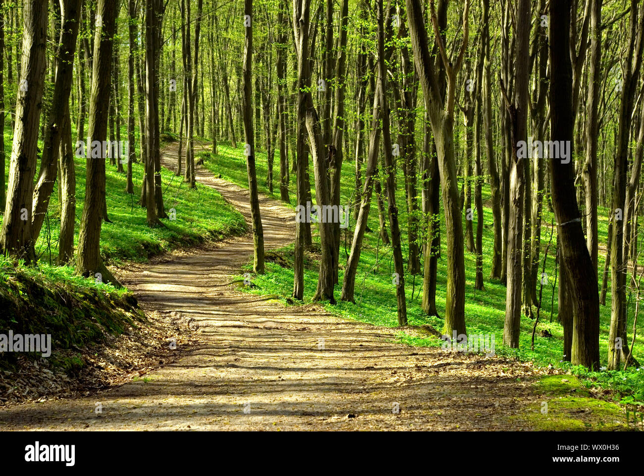 a path is in the green forest Stock Photo - Alamy
