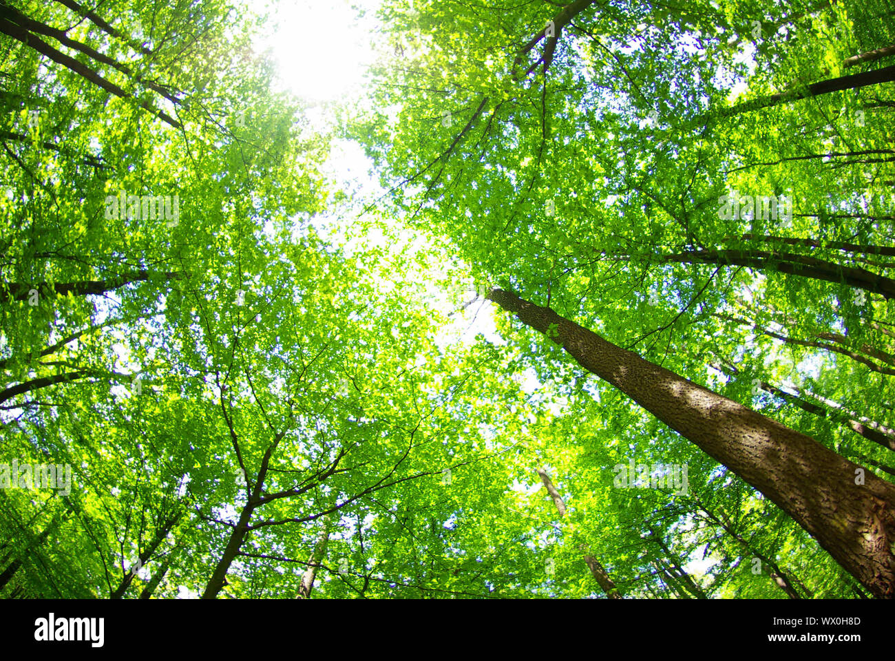 a background of trees is in the green forest Stock Photo - Alamy