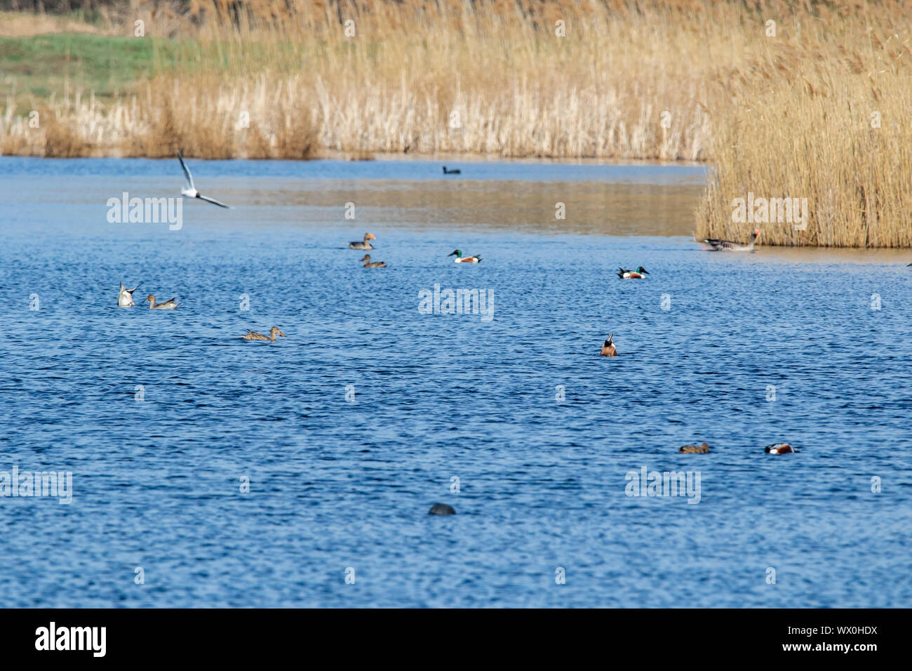 Reed edge pond with ducks Stock Photo
