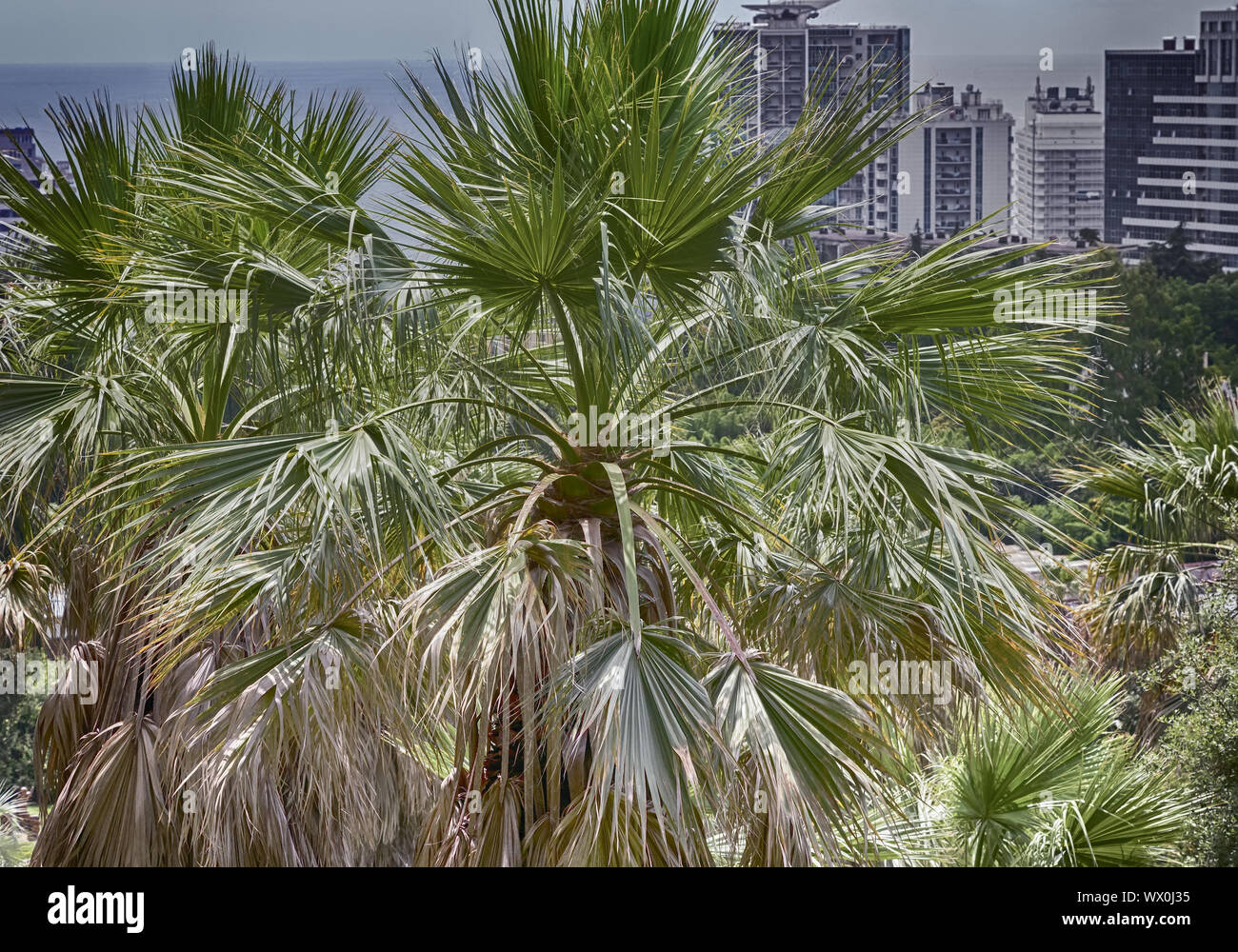 Palm trees in the arboretum on a hillside. Stock Photo