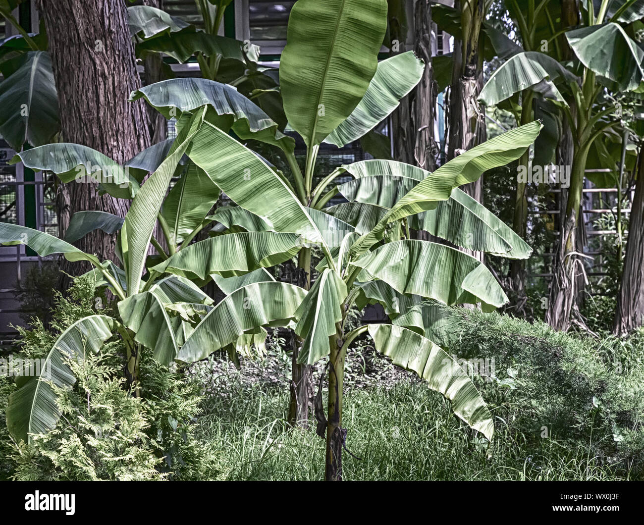 Banana palms in the arboretum. Stock Photo