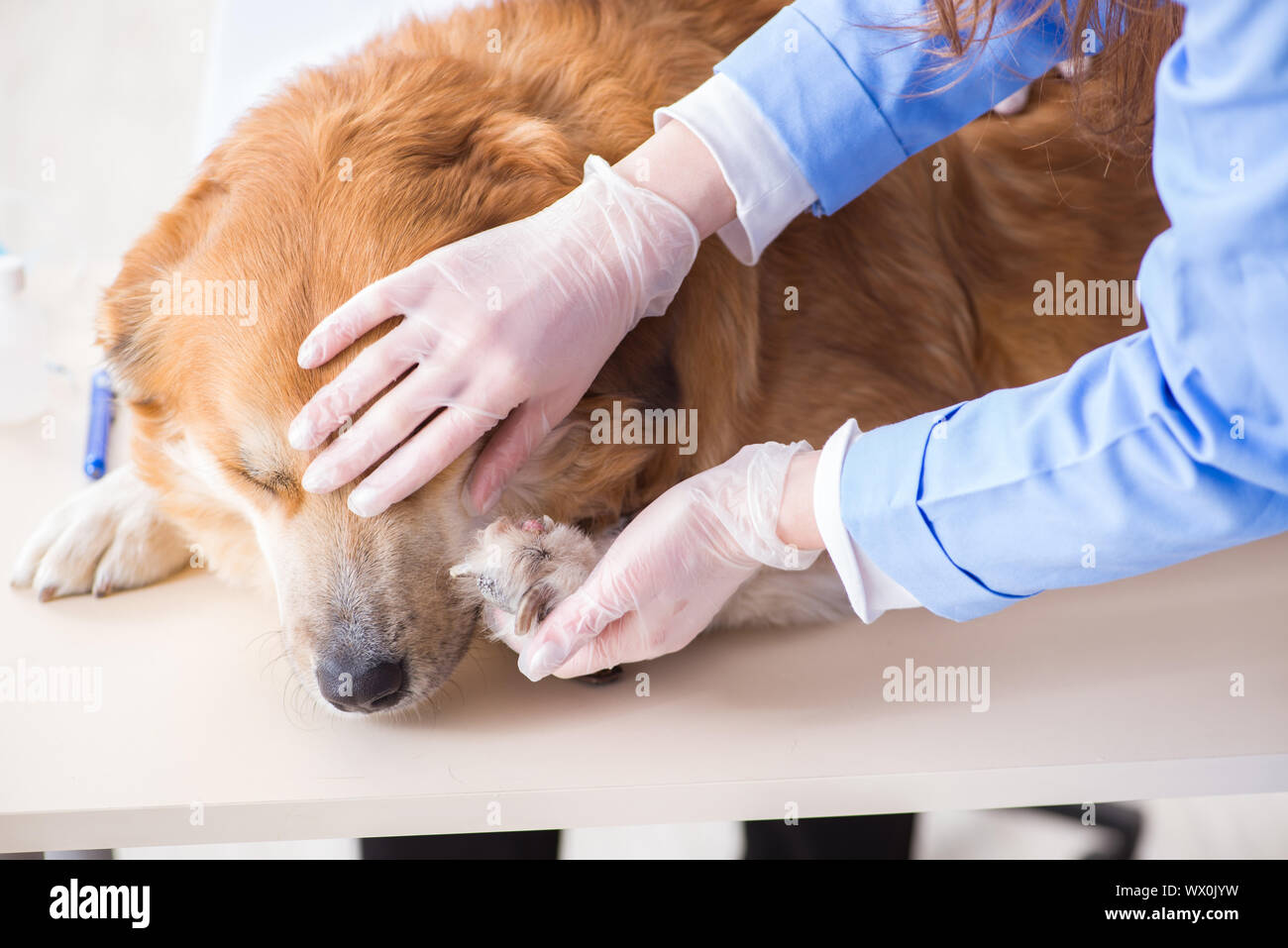 Doctor and assistant checking up golden retriever dog in vet cli Stock Photo