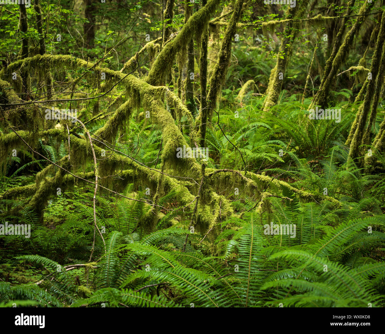 List 30+ Pictures where is the rainforest in washington state Latest