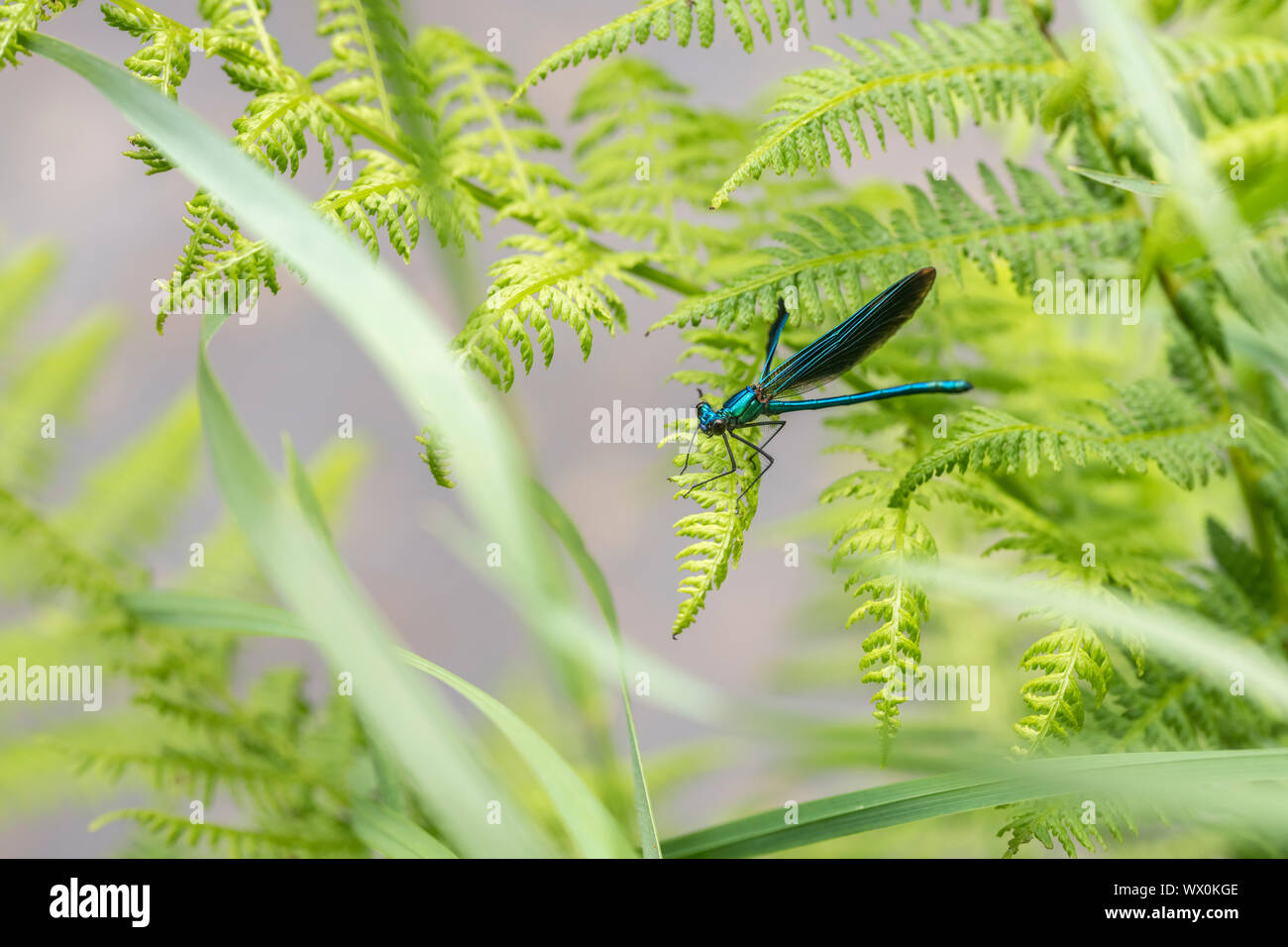 Macro close-up of the blue Male Beautiful Damselfly / Calopteryx virgo ...