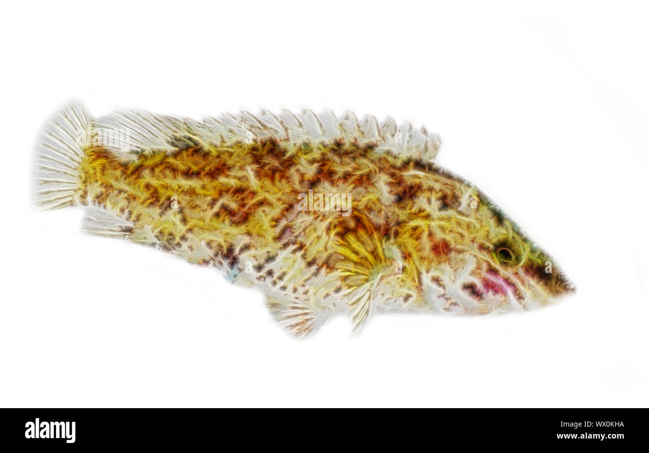 Fractal fish Stock Photo