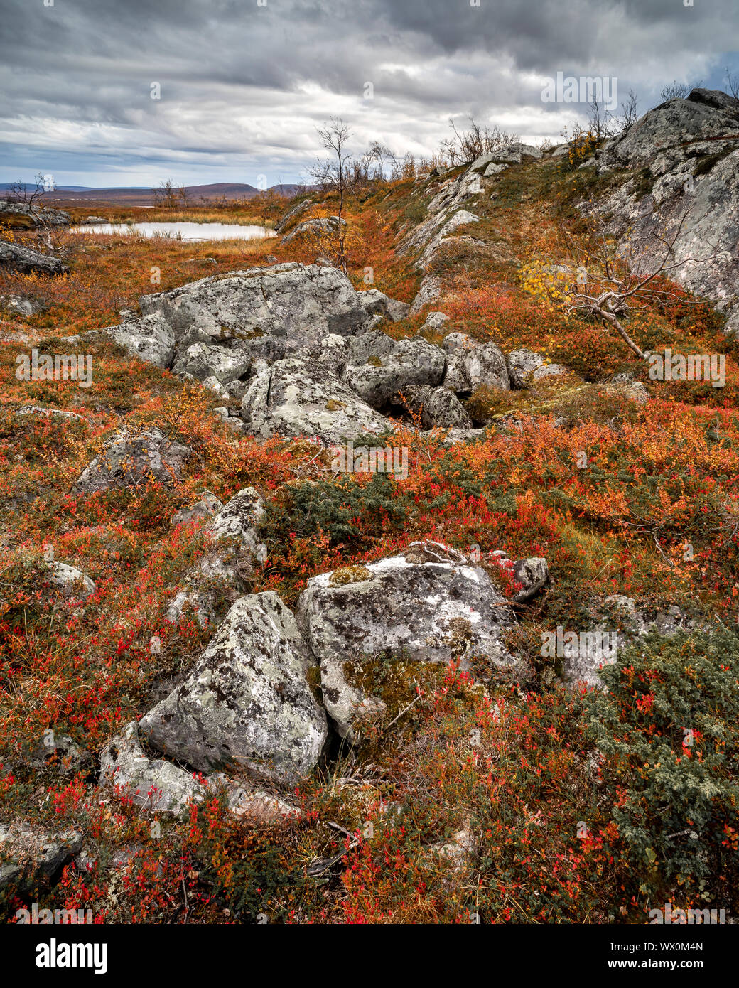 Rocks and Dwarf birch (Betula nana), autumn colour, Ruska, Kilpisjarvi, Lapland, Finland, Europe Stock Photo