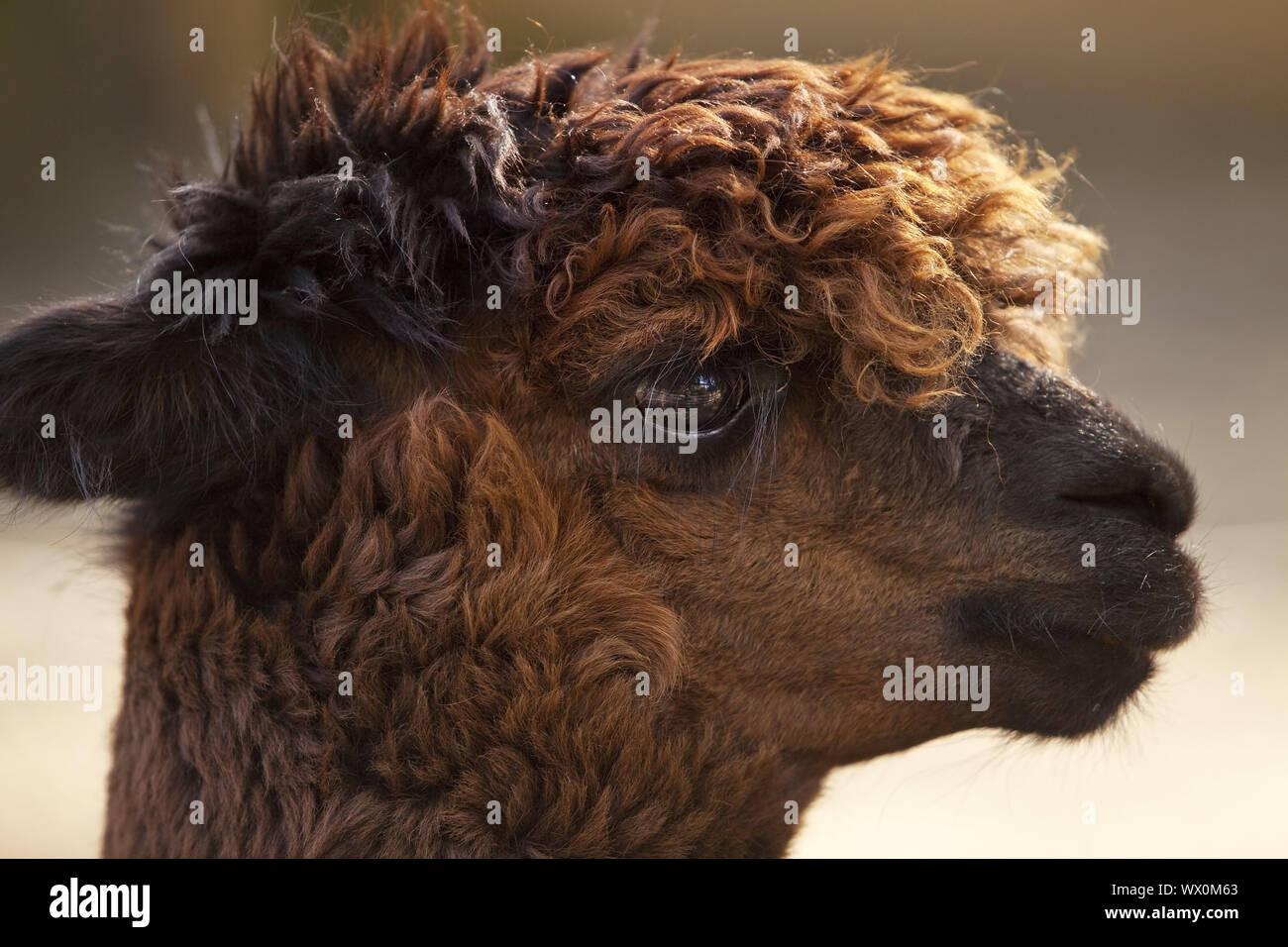 Alpaca (Lama guanacoef paco), Zoo, Krefeld, Lower Rhine, North Rhine-Westphalia, Germany, Europe Stock Photo
