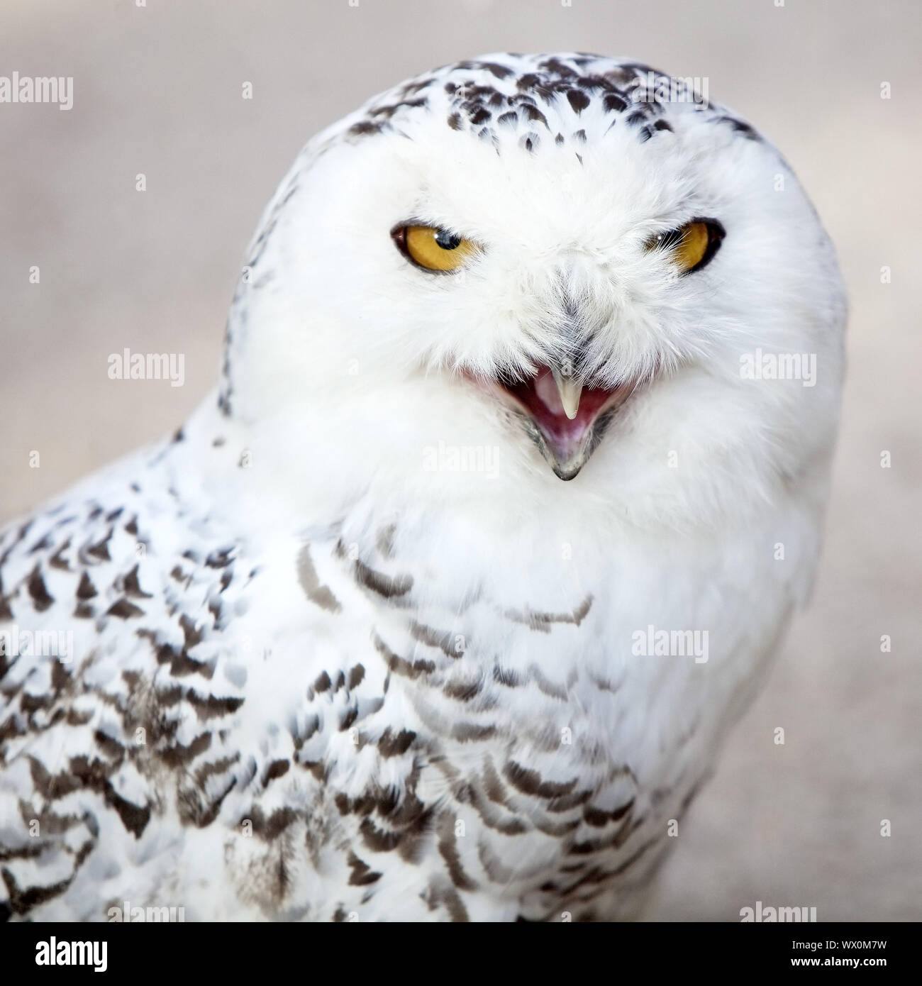 Snowy Owl (Strix scandiaca, Nyctea scandiaca, Budo scandiacus), calling, Germany, Europe Stock Photo