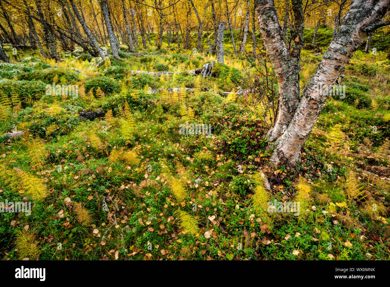 Wood horsetail (Equisetum sylvaticum) in a Norwegian forest, Skibotn, Lapland, Norway, Scandinavia, Europe Stock Photo