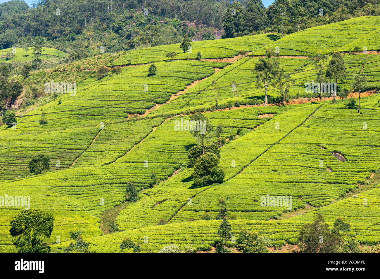 Many tea gardens, plantations and tea estates around Nuwara Eliya Stock Photo