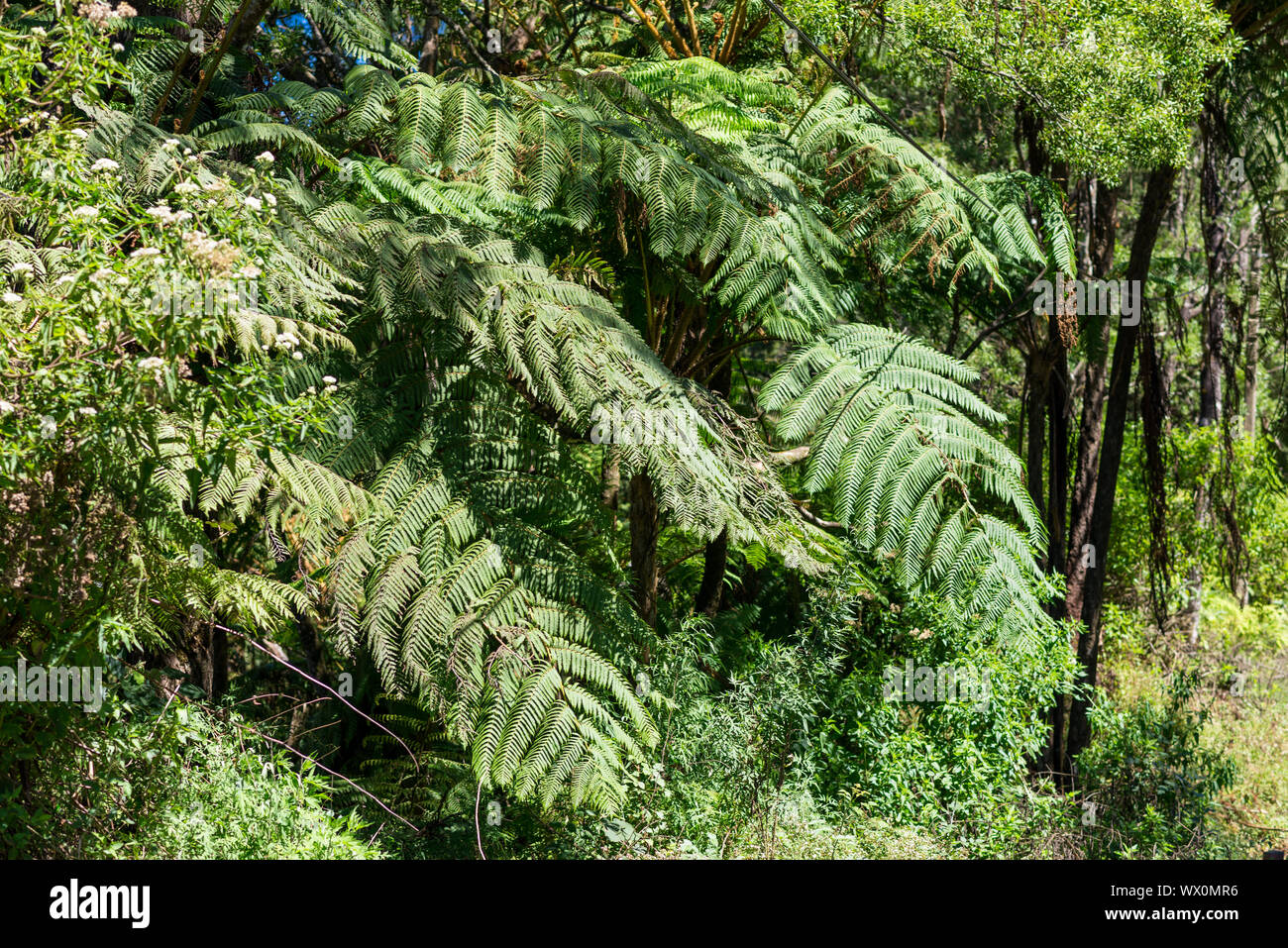 Tropical and subtropical habitats on the way to the Horton Plains in Sri Lanka Stock Photo