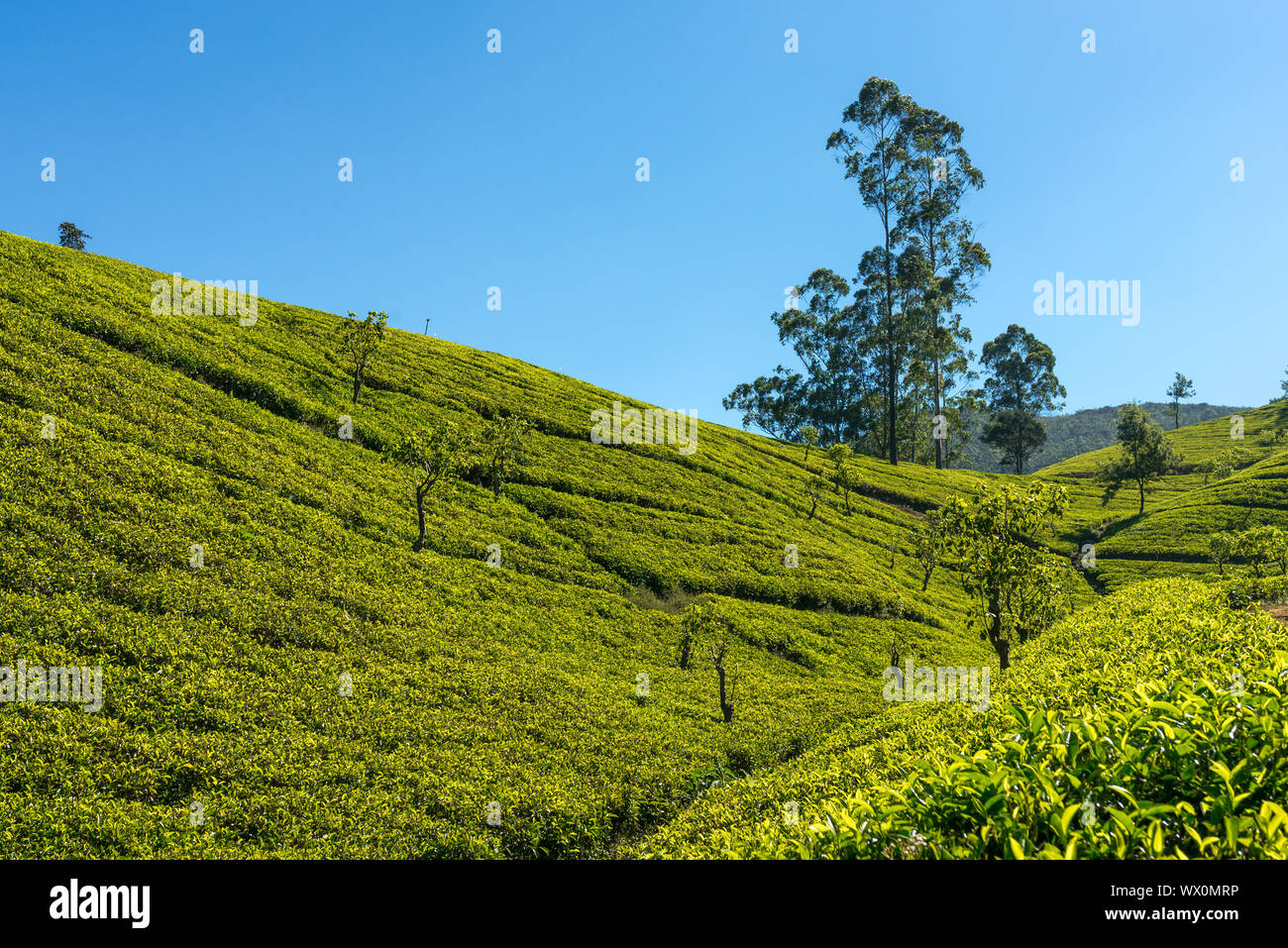 Many tea gardens, plantations and tea estates around Nuwara Eliya Stock