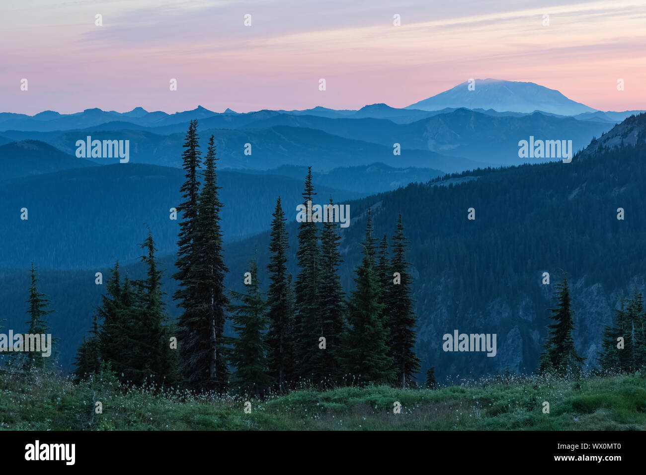 Mount St. Helens in the distance, with Supalpine Firs, Abies lasiocarpa ...
