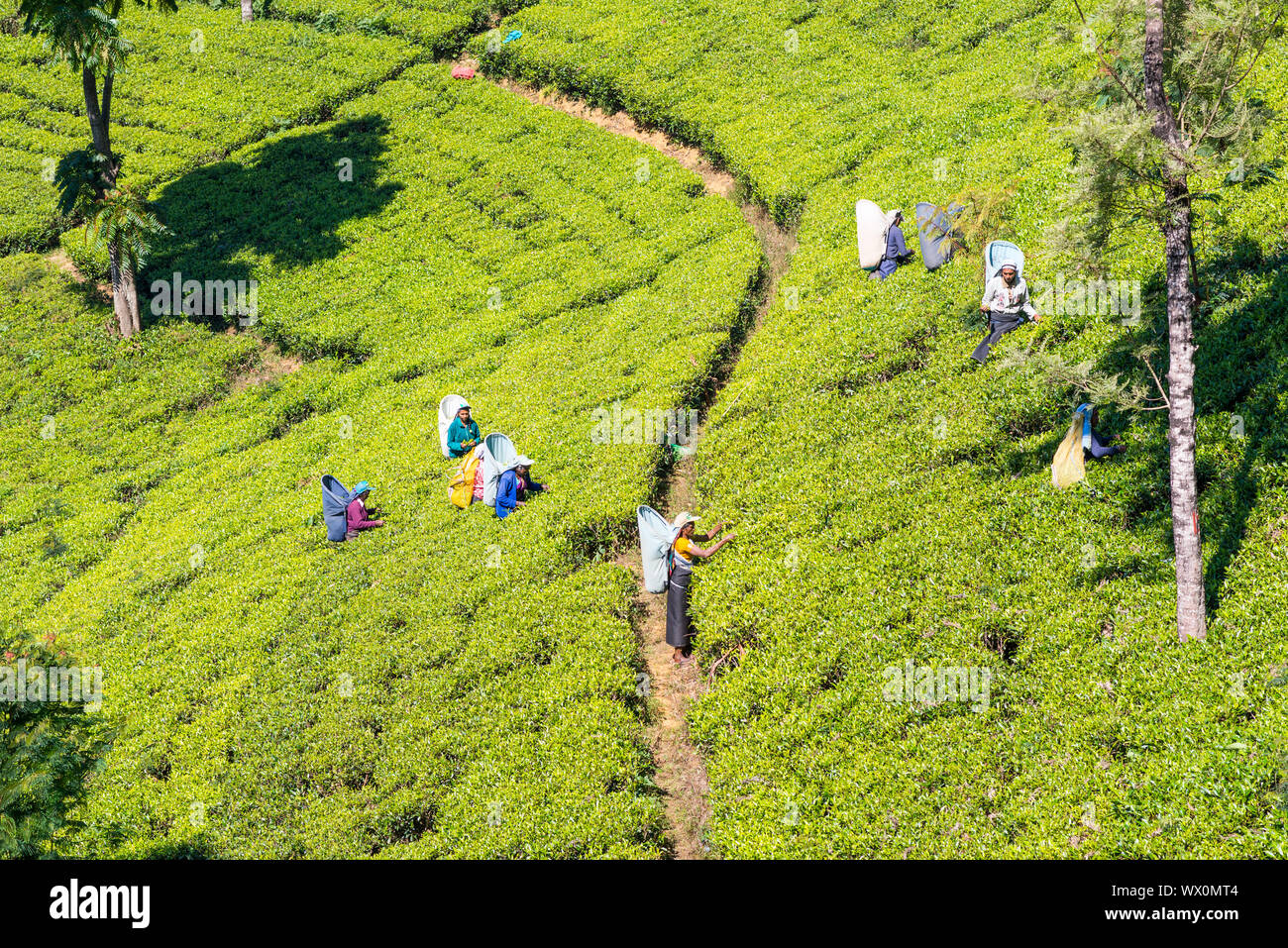 Rural Land For Sale Tea Gardens at Edgar Norris blog