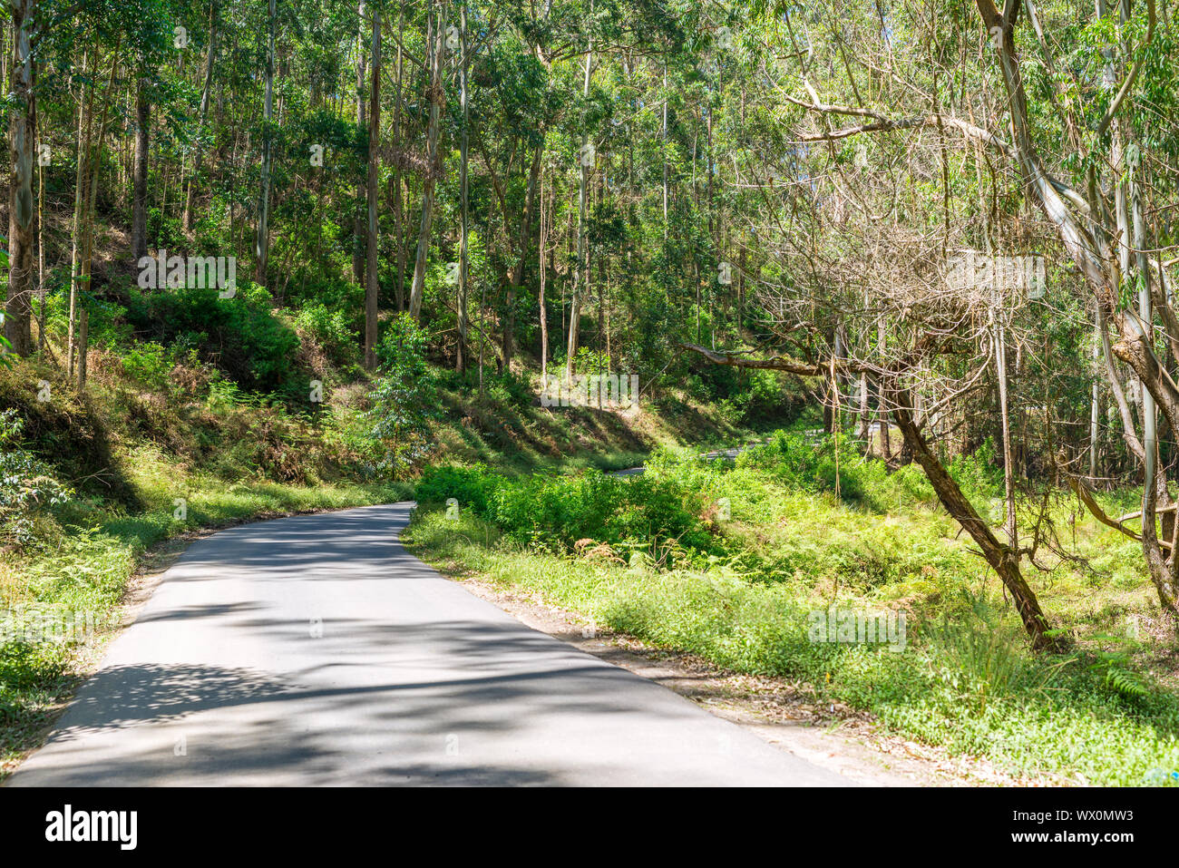 Fantastic route crossing different habitats in the mountains of Sri Lanka Stock Photo