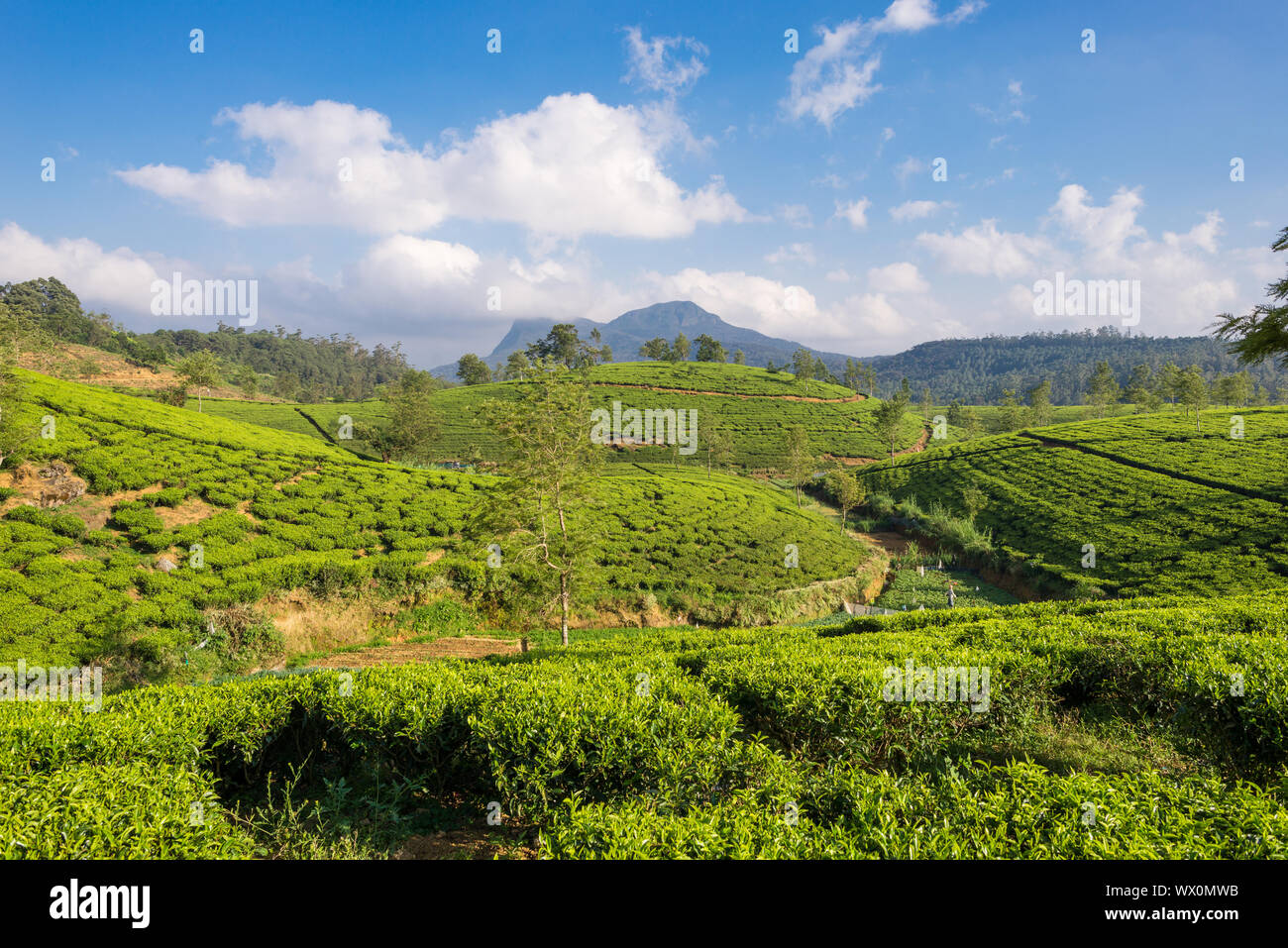 Many tea gardens, plantations and tea estates around Nuwara Eliya Stock