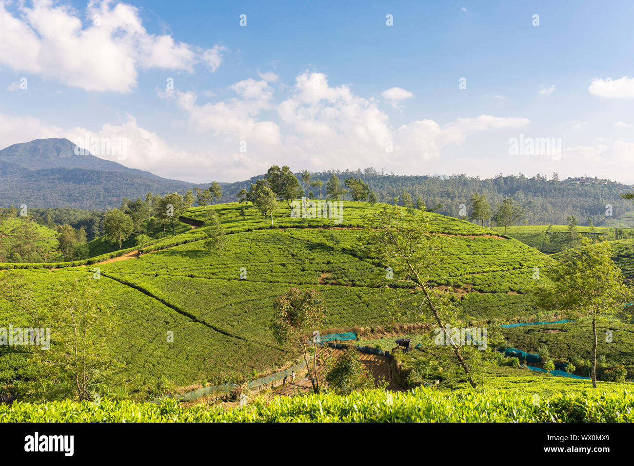 Many tea gardens, plantations and tea estates around Nuwara Eliya Stock