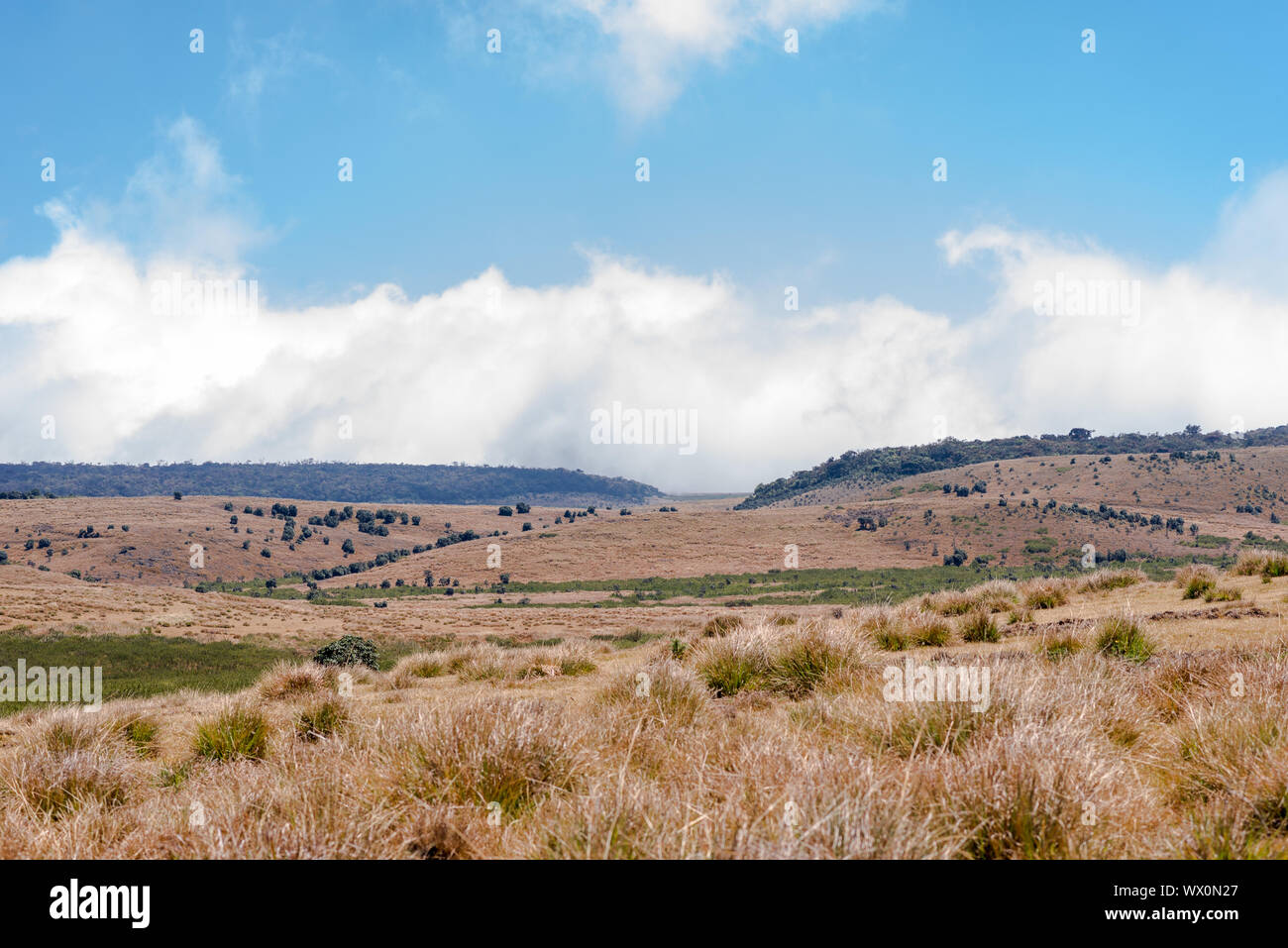 Inside of the Horton Plains, a National Park in the highlands of Sri Lanka Stock Photo