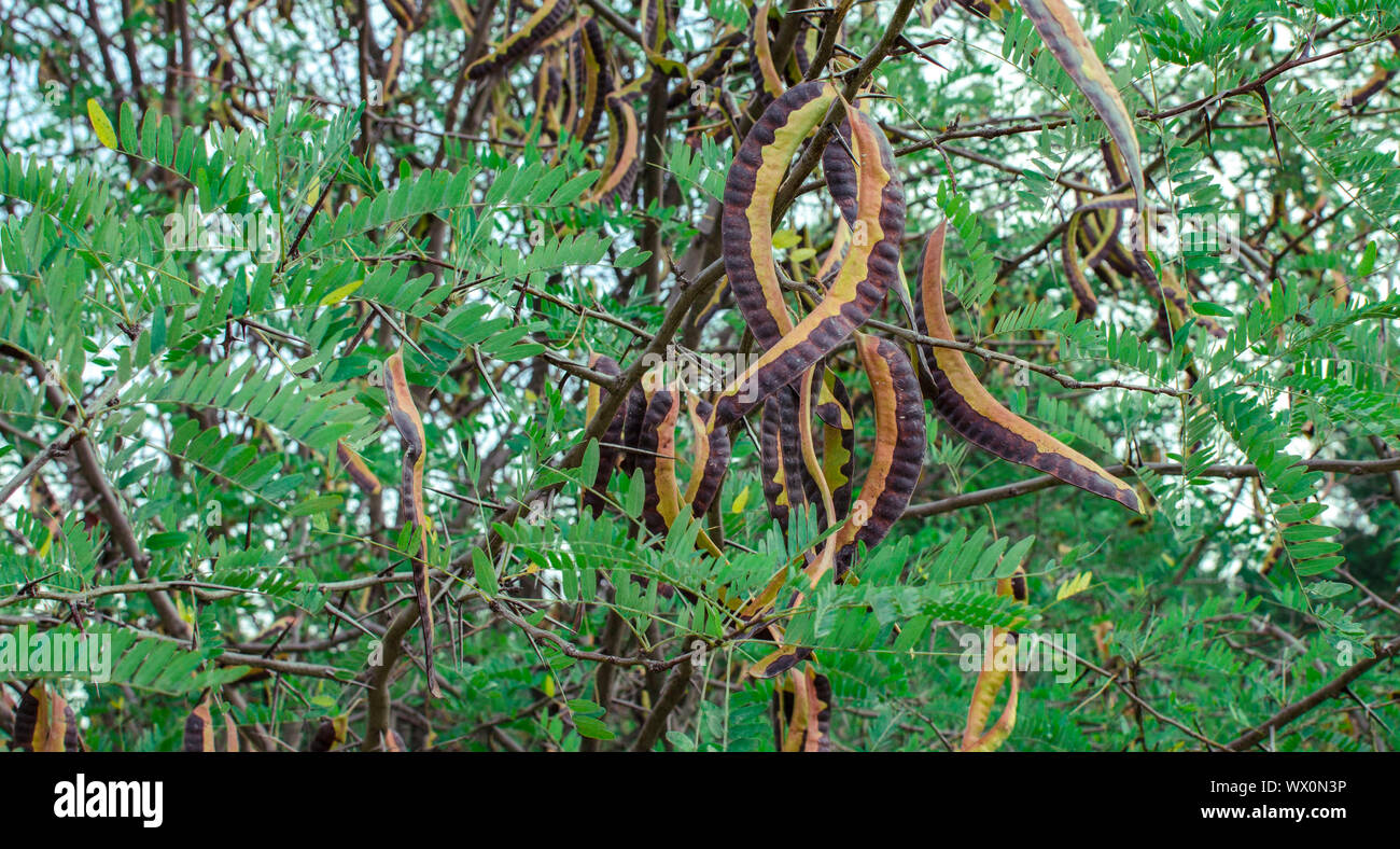 Seeds of Gleditsia triacanthos inermis tree. Acacia tree pods Stock Photo