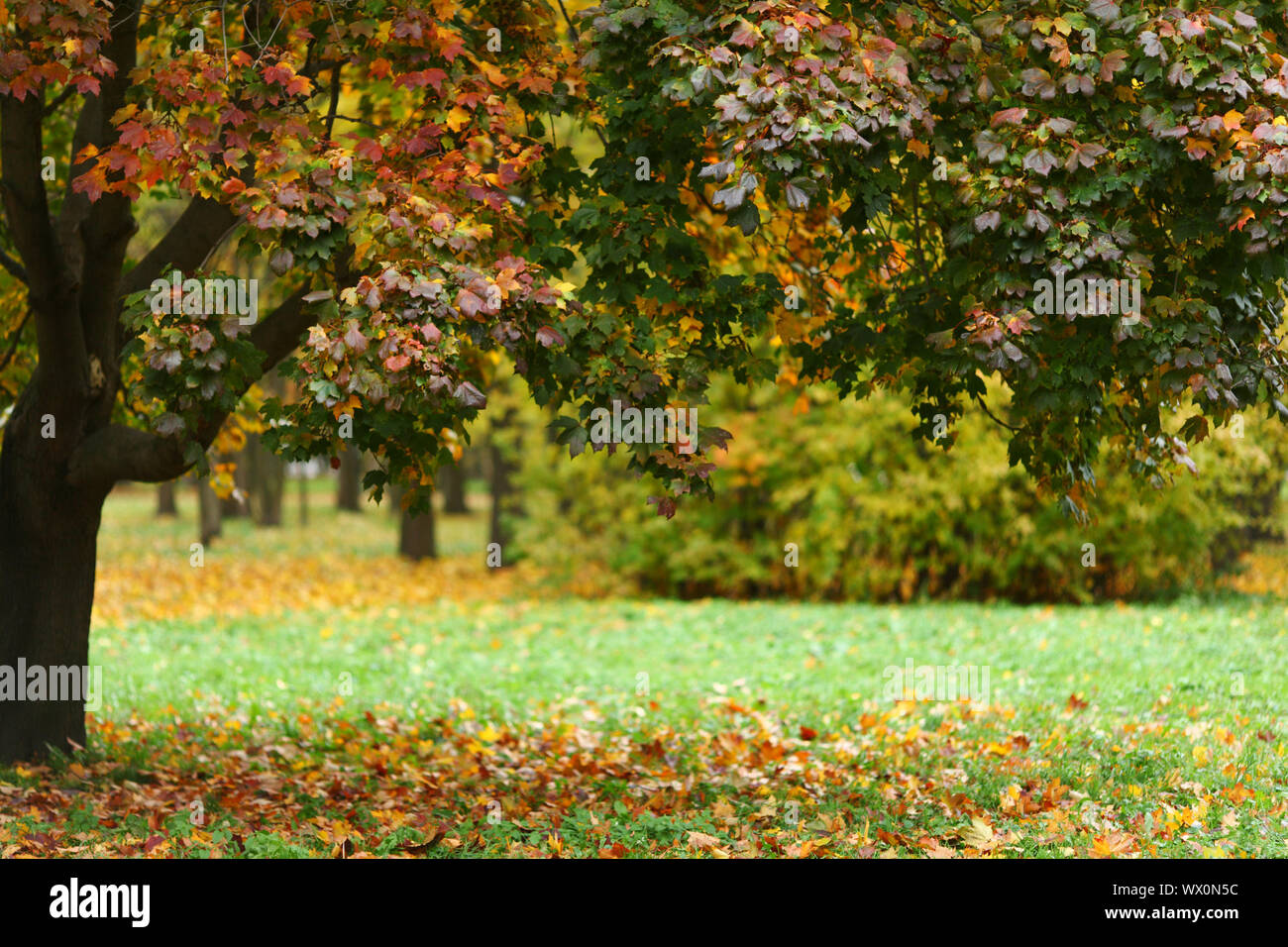 close up autumn trees in park Stock Photo - Alamy