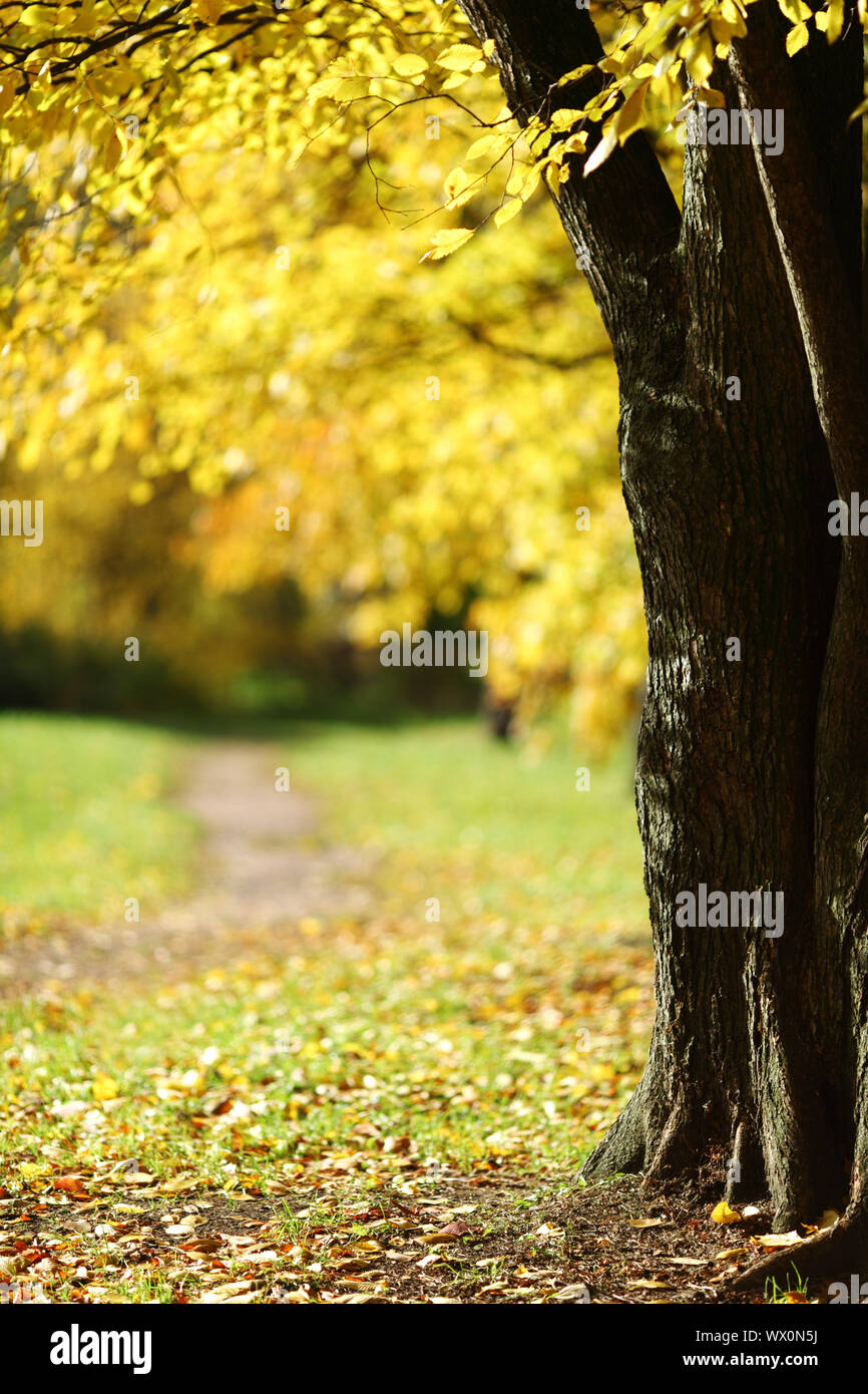 close up autumn trees in park Stock Photo - Alamy