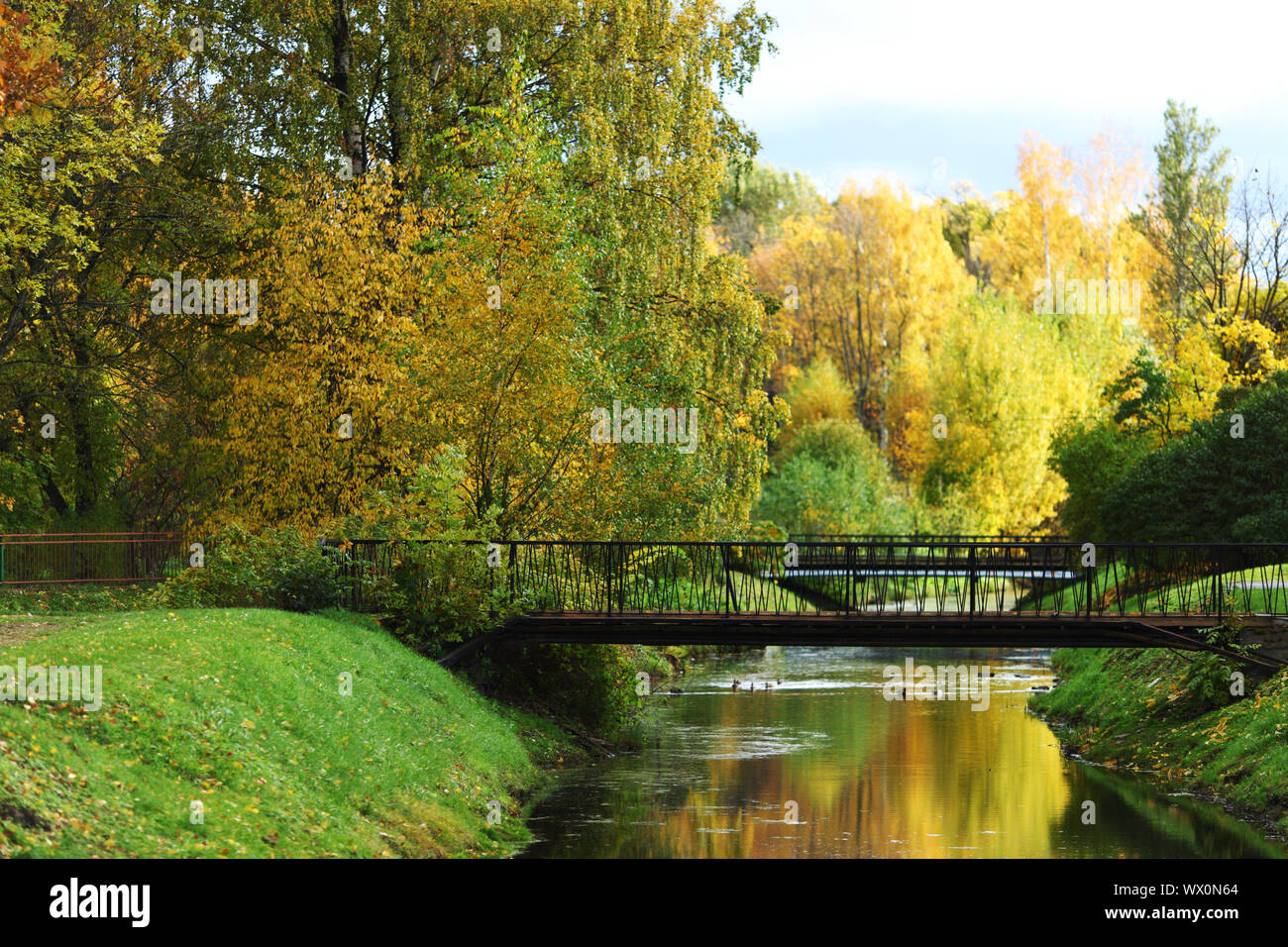 close up autumn trees in park Stock Photo - Alamy
