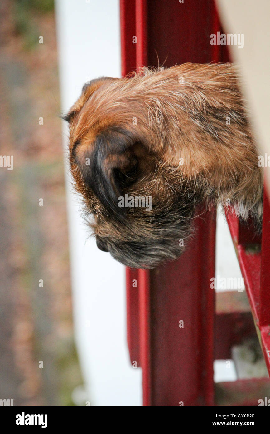 Dog looks curiously from terrace Stock Photo