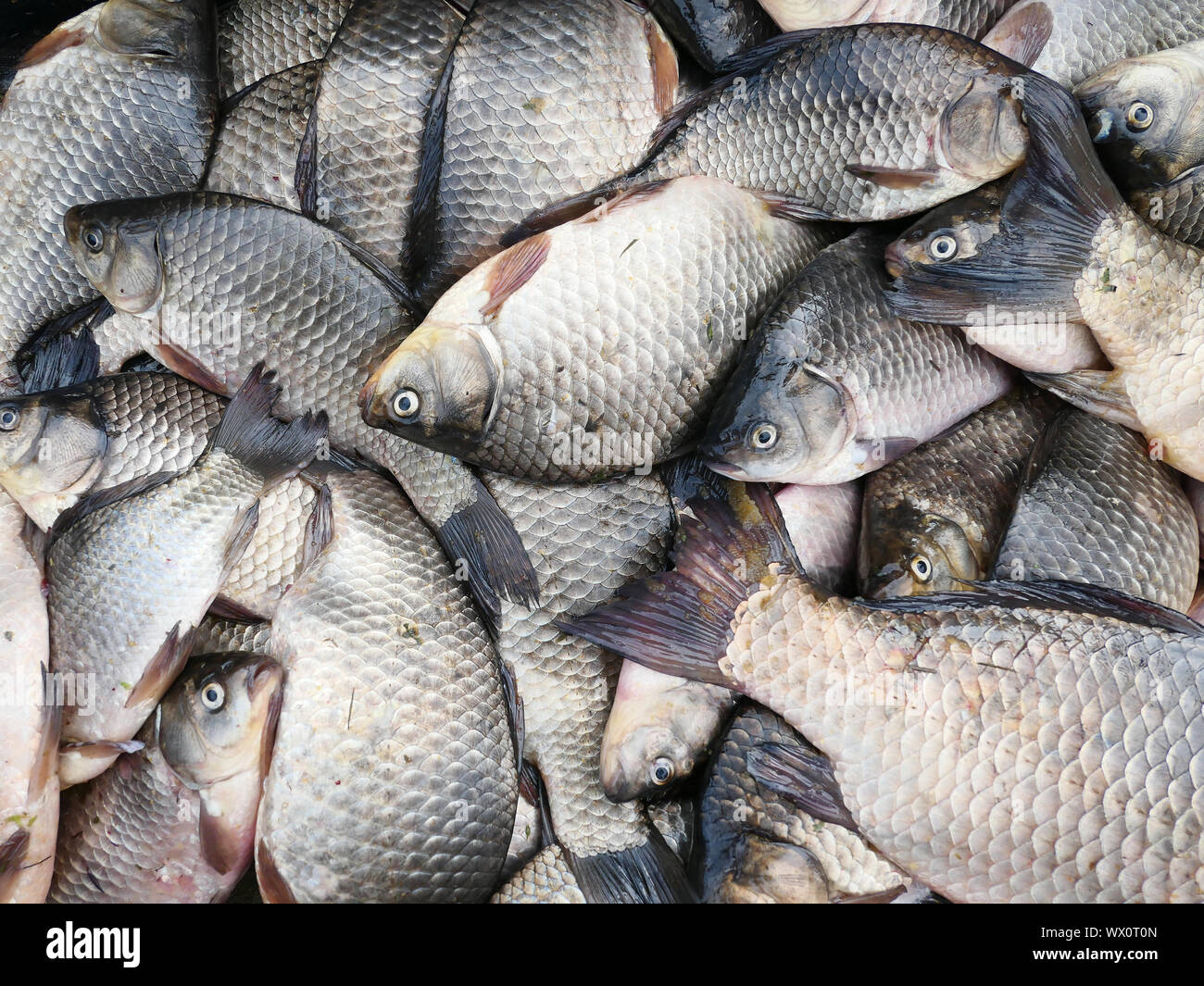 Big crucian carp hi-res stock photography and images - Page 2 - Alamy