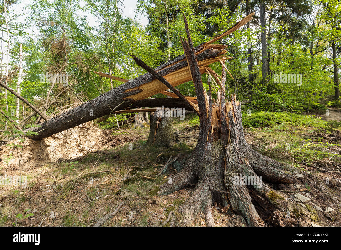 Wind break in forest Storm damage Stock Photo