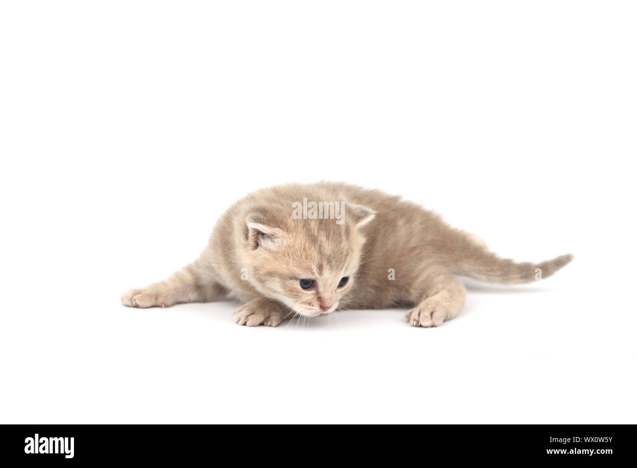 cat isolated on white background Stock Photo - Alamy