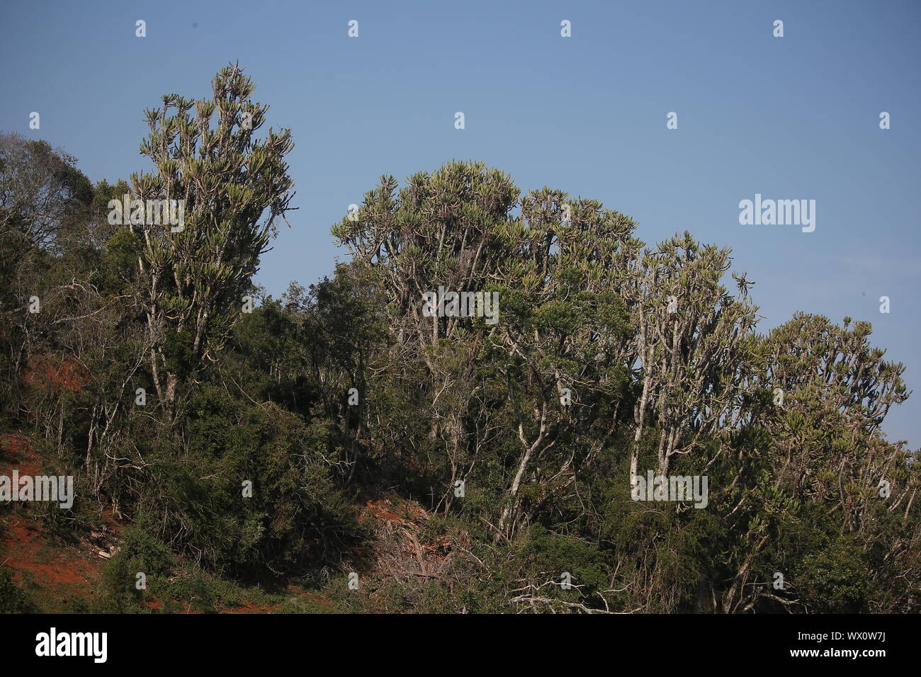 Tree vegetation at Addo Elephant National Park, Eastern Cape, South Africa Stock Photo