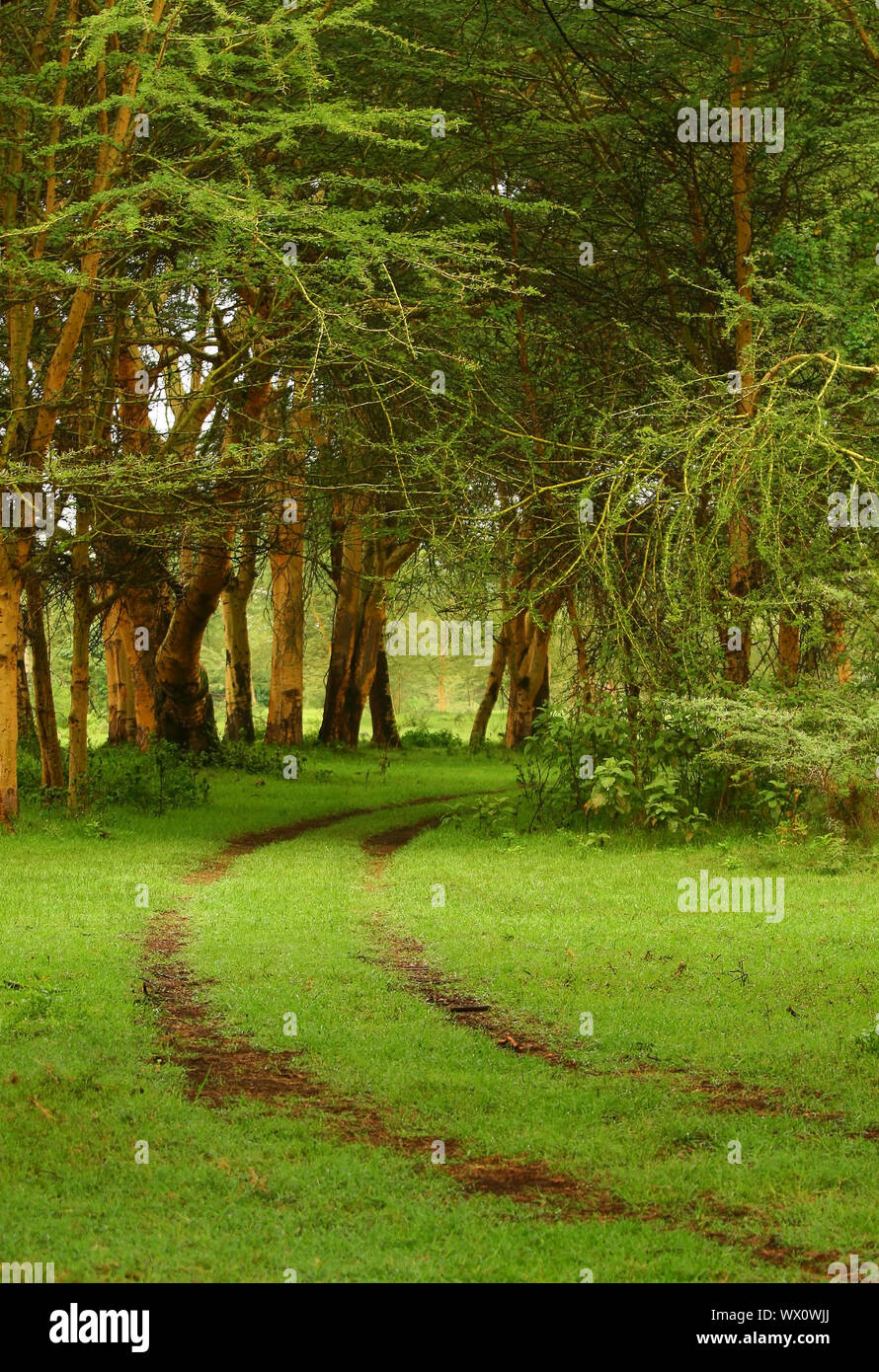 Forest pathway. Africa. Kenya Stock Photo - Alamy