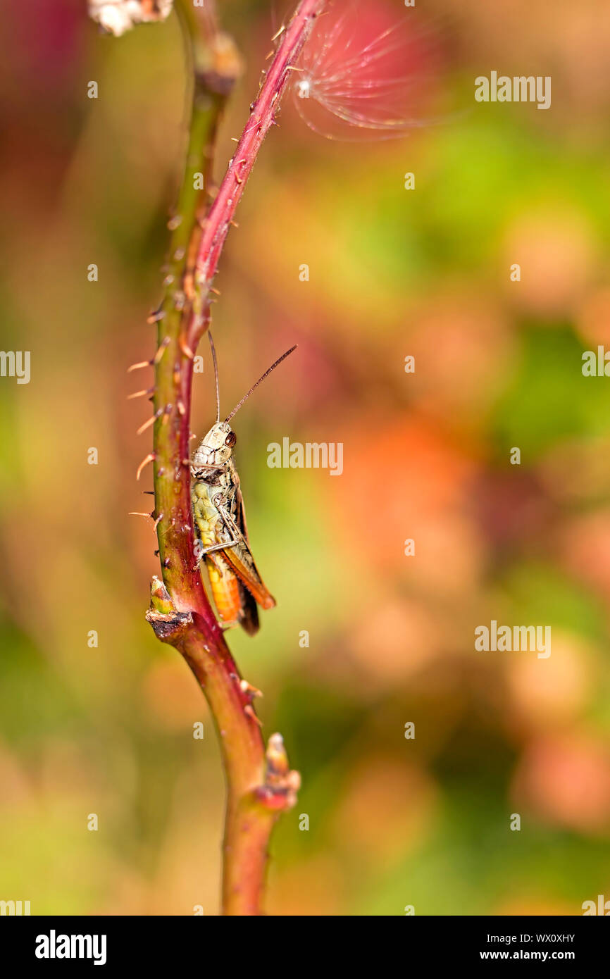 Grasshopper peaking out from behind a straw Stock Photo