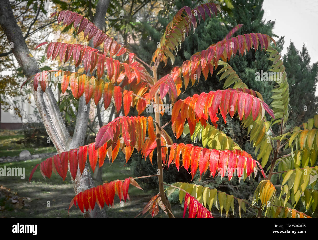 Ornamental deciduous plant, called sumac Stock Photo Alamy
