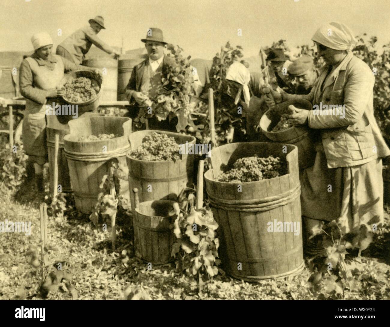 Wine harvest near Baden bei Wien, Lower Austria, c1935. Grapes for wine-making are gathered in wooden tubs. From &quot;&#xd6;sterreich - Land Und Volk&quot;, (Austria, Land and People). [R. Lechner (Wilhelm M&#xfc;ller), Vienna, c1935] Stock Photo