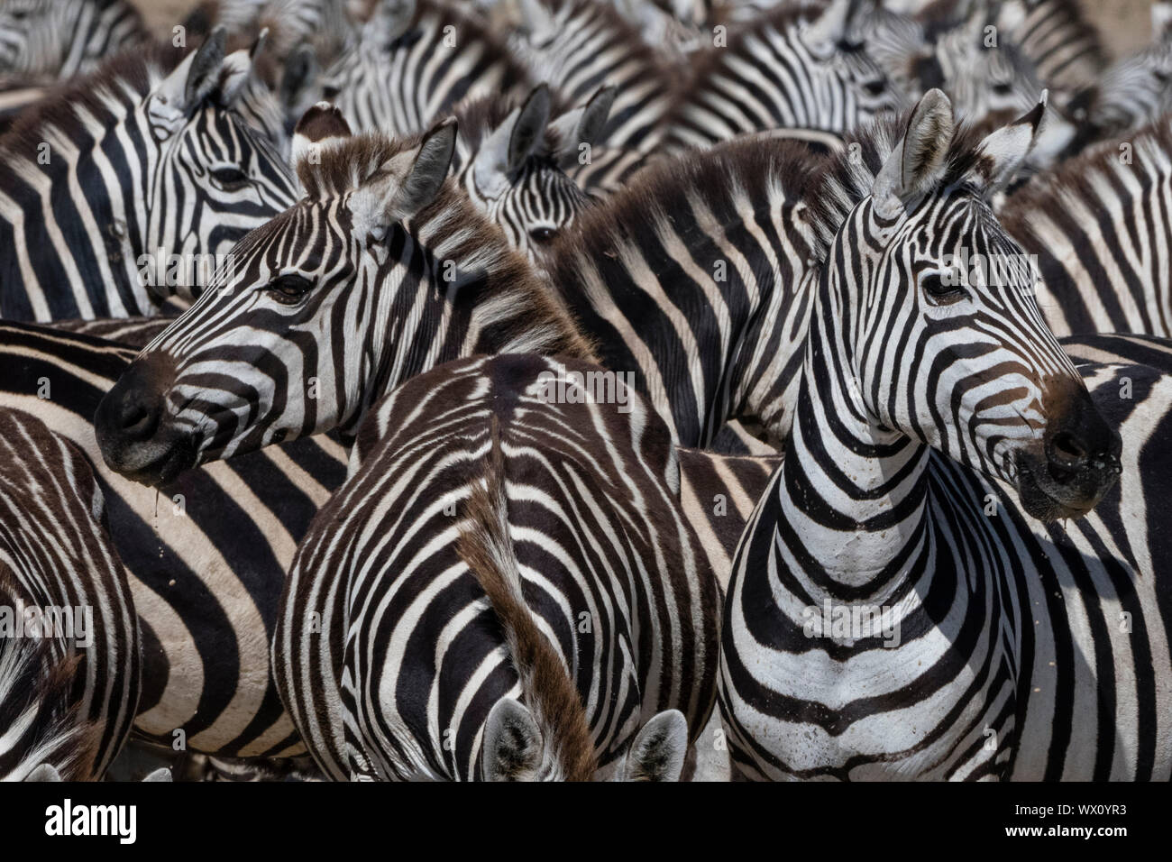 A herd of plains zebras (Equus quagga) in the Hidden Valley, Tanzania, East Africa, Africa Stock Photo