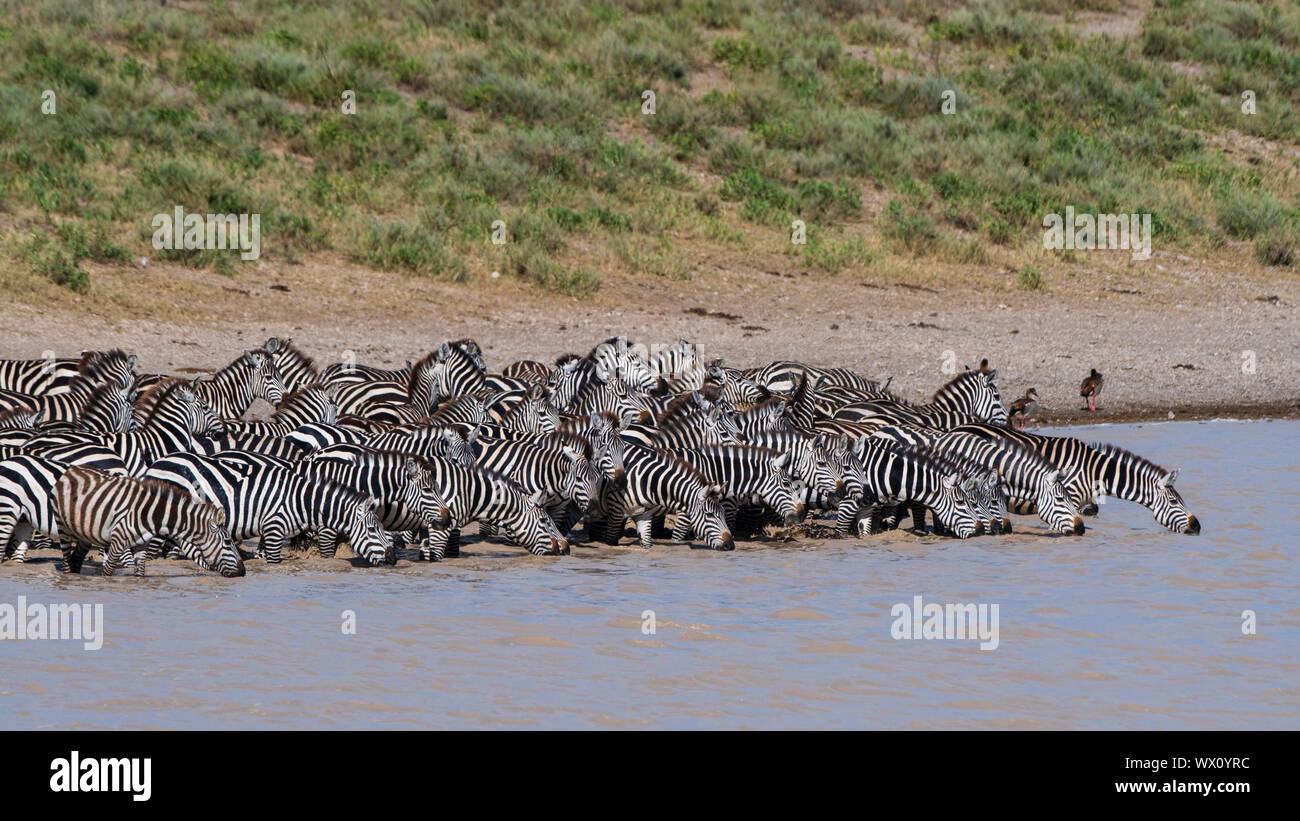 A herd of plains zebras (Equus quagga) drinking at Hidden Valley lake, Tanzania, East Africa, Africa Stock Photo